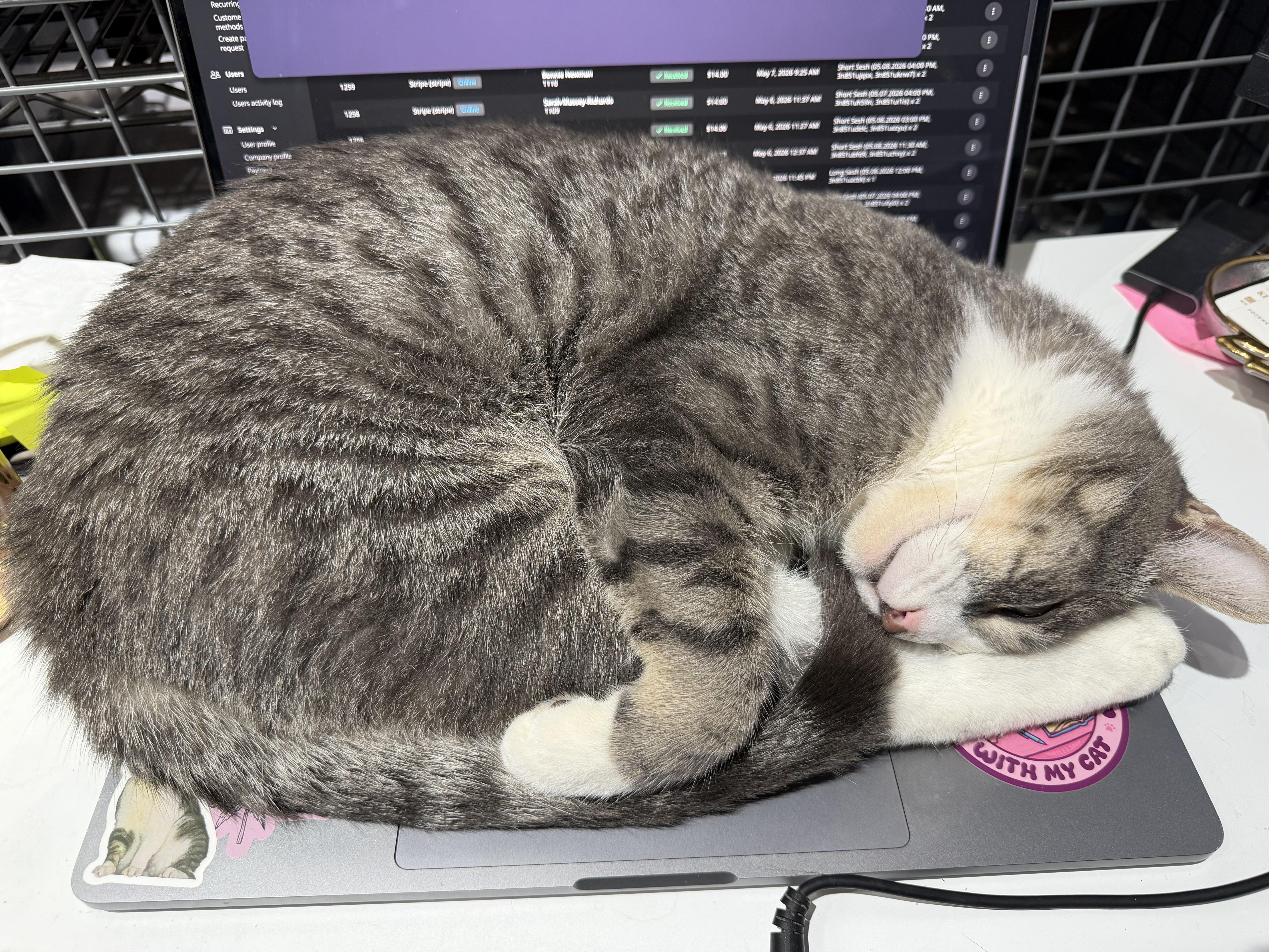 Henry, a Adoptable Domestic Short Hair in Kennebunk , ME image 5/5