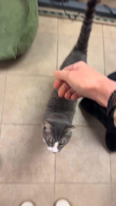 Enlarge Henry, a Adoptable Domestic Short Hair in Kennebunk , ME video 3/5