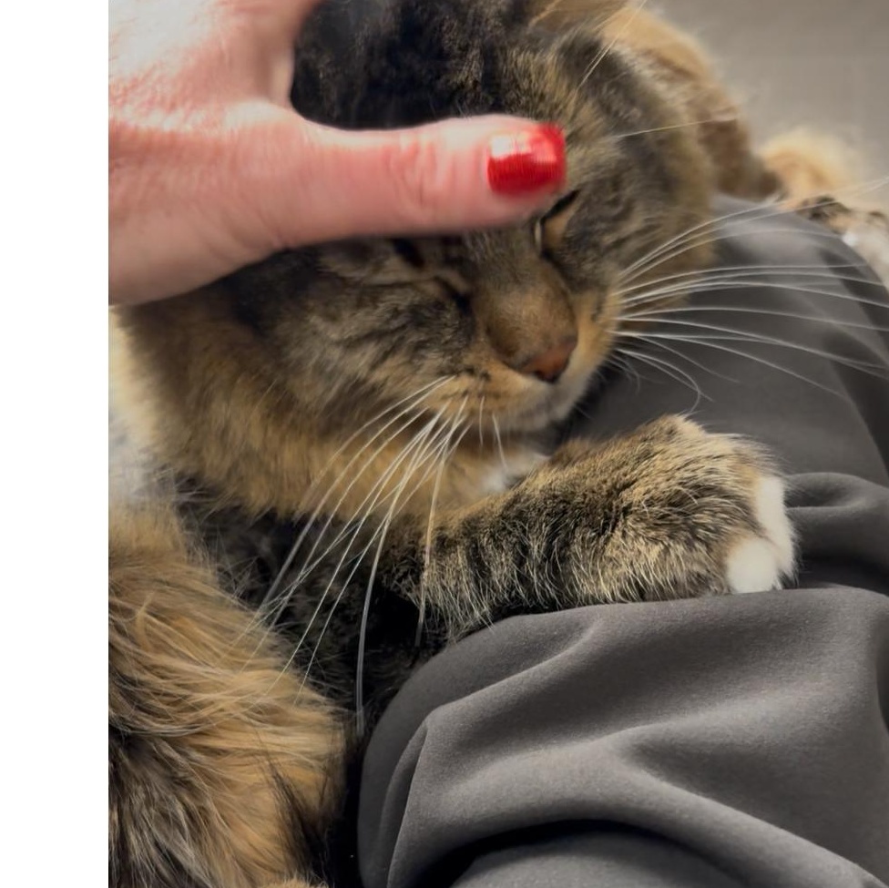 Grey , a Adoptable mixed breed in North Kingstown, RI image 1/6