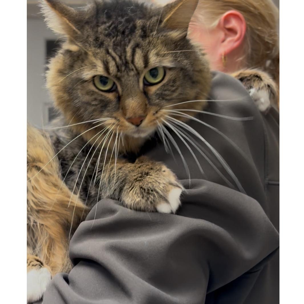 Grey , a Adoptable mixed breed in North Kingstown, RI image 2/6