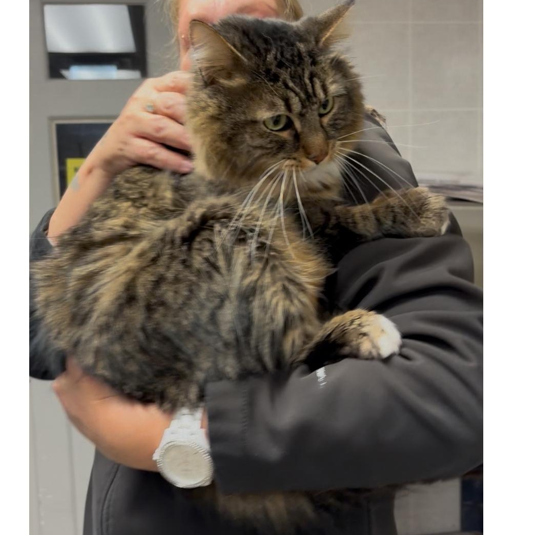 Grey , a Adoptable mixed breed in North Kingstown, RI image 3/6