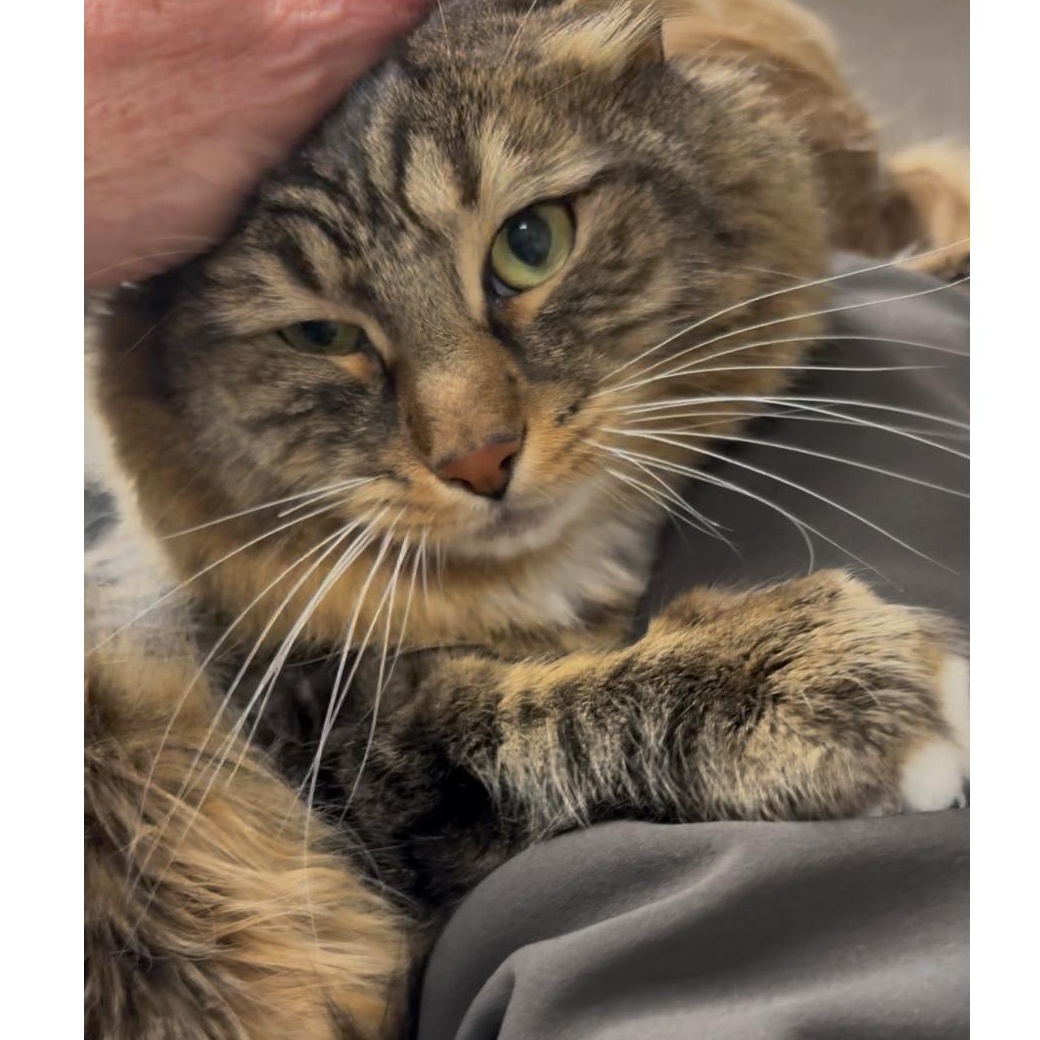 Grey , a Adoptable mixed breed in North Kingstown, RI image 4/6