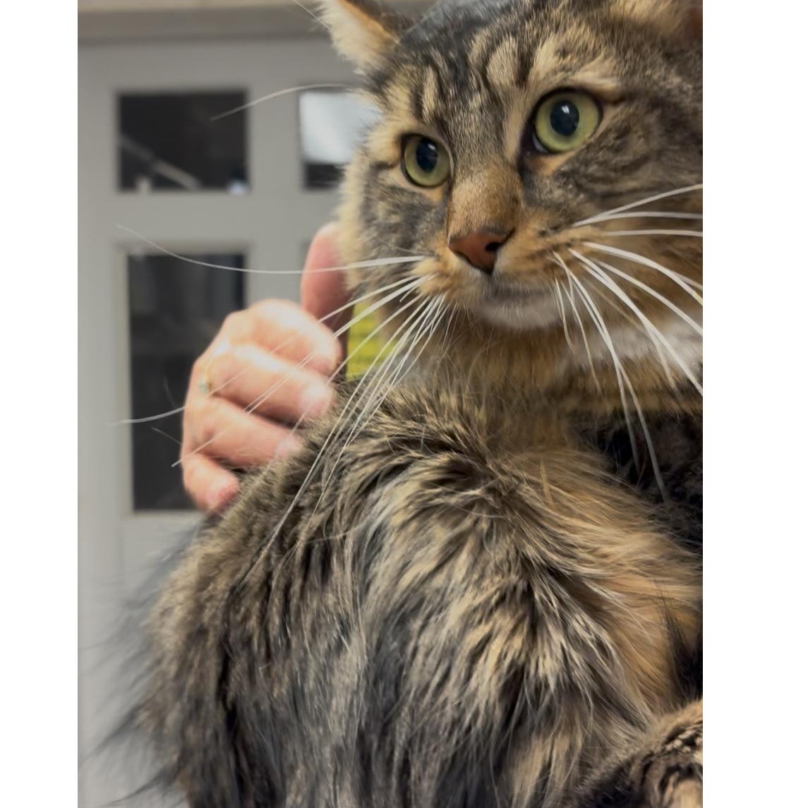 Grey , a Adoptable mixed breed in North Kingstown, RI image 5/6