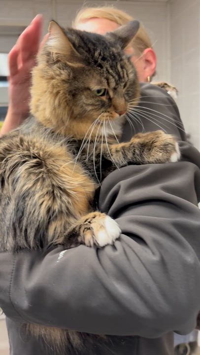 Enlarge Grey , a Adoptable mixed breed in North Kingstown, RI video 6/6