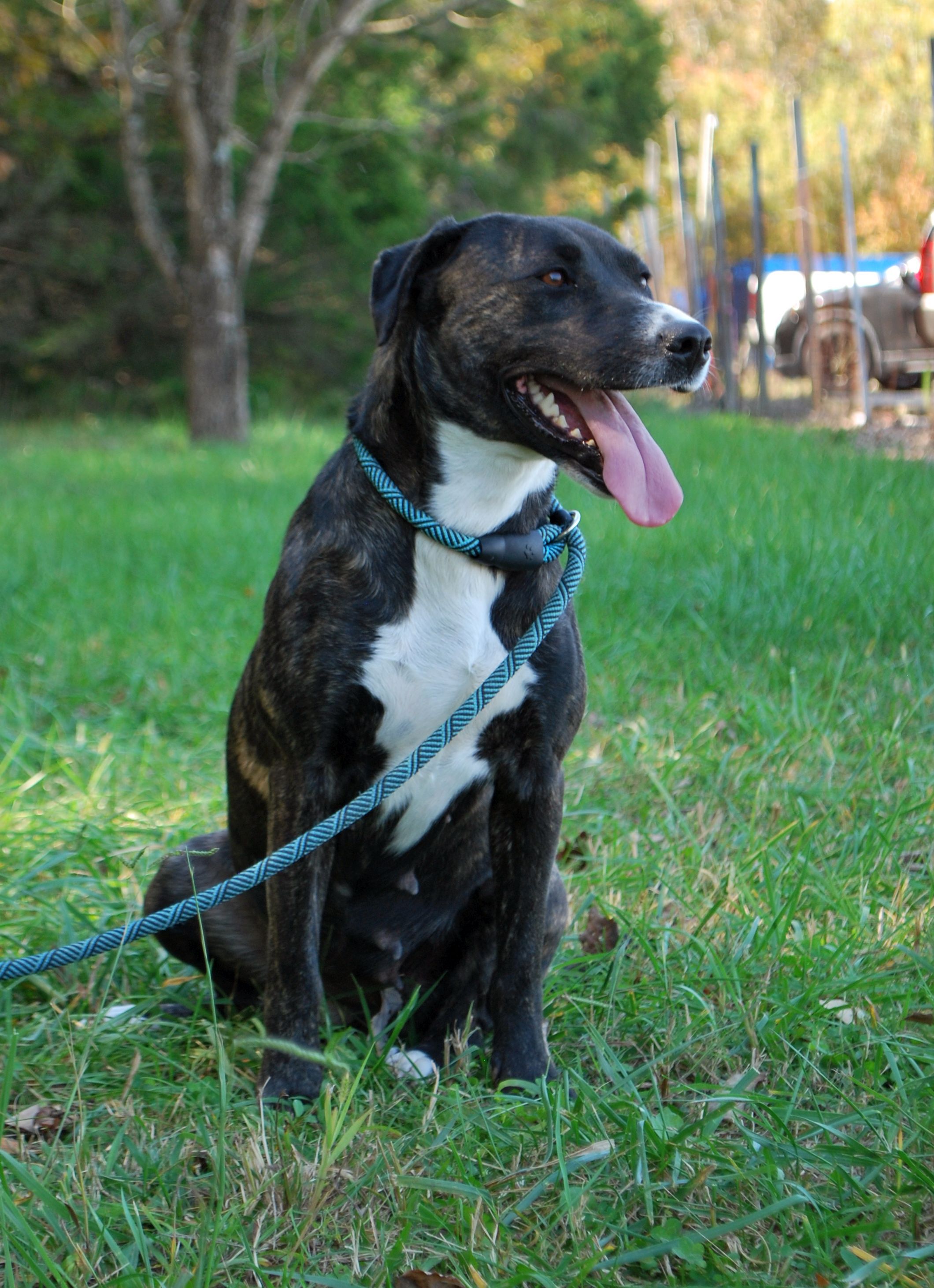 Hazel, a Adopted Terrier in manchester, TN image 3/4
