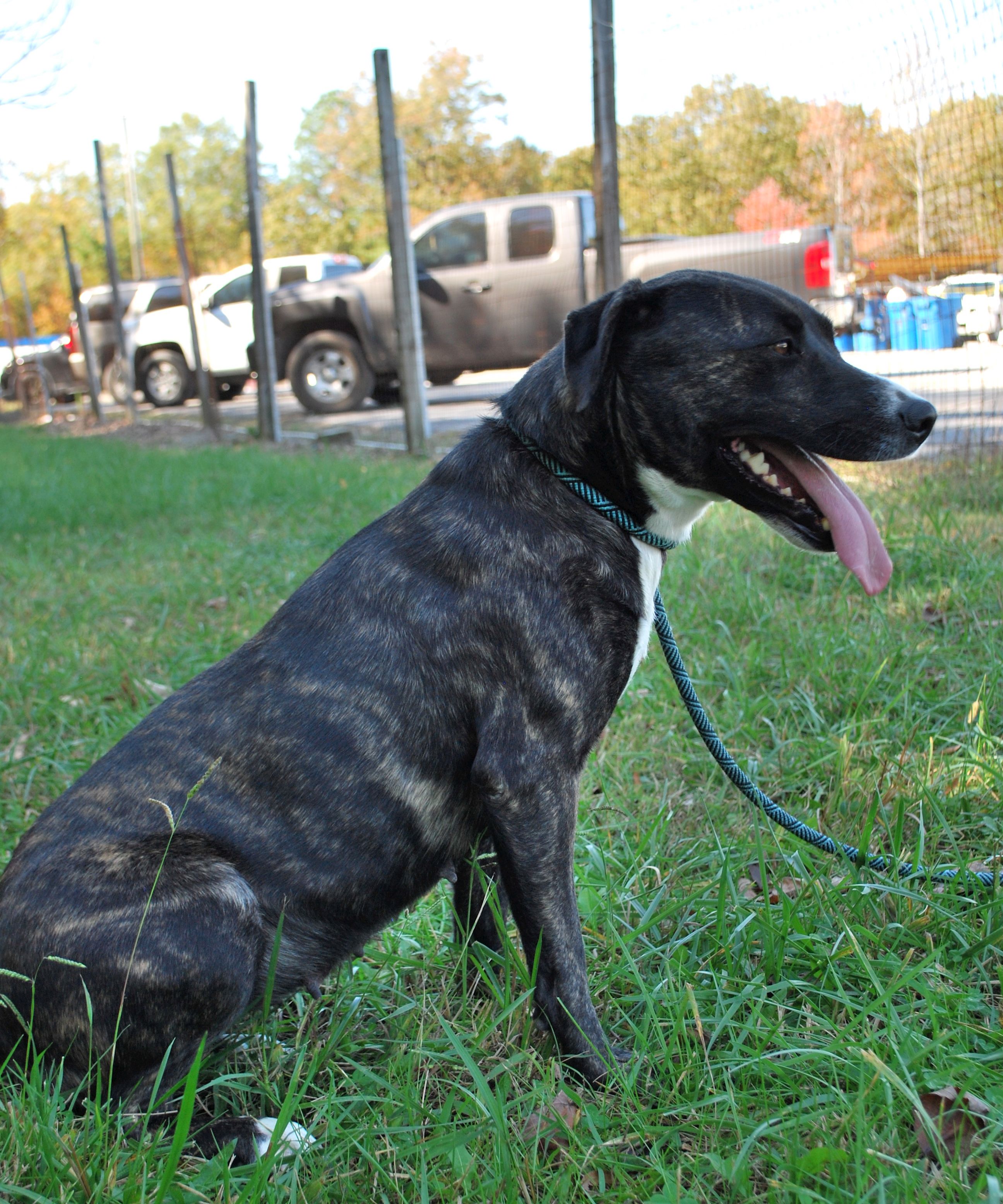 Hazel, a Adopted Terrier in manchester, TN image 4/4