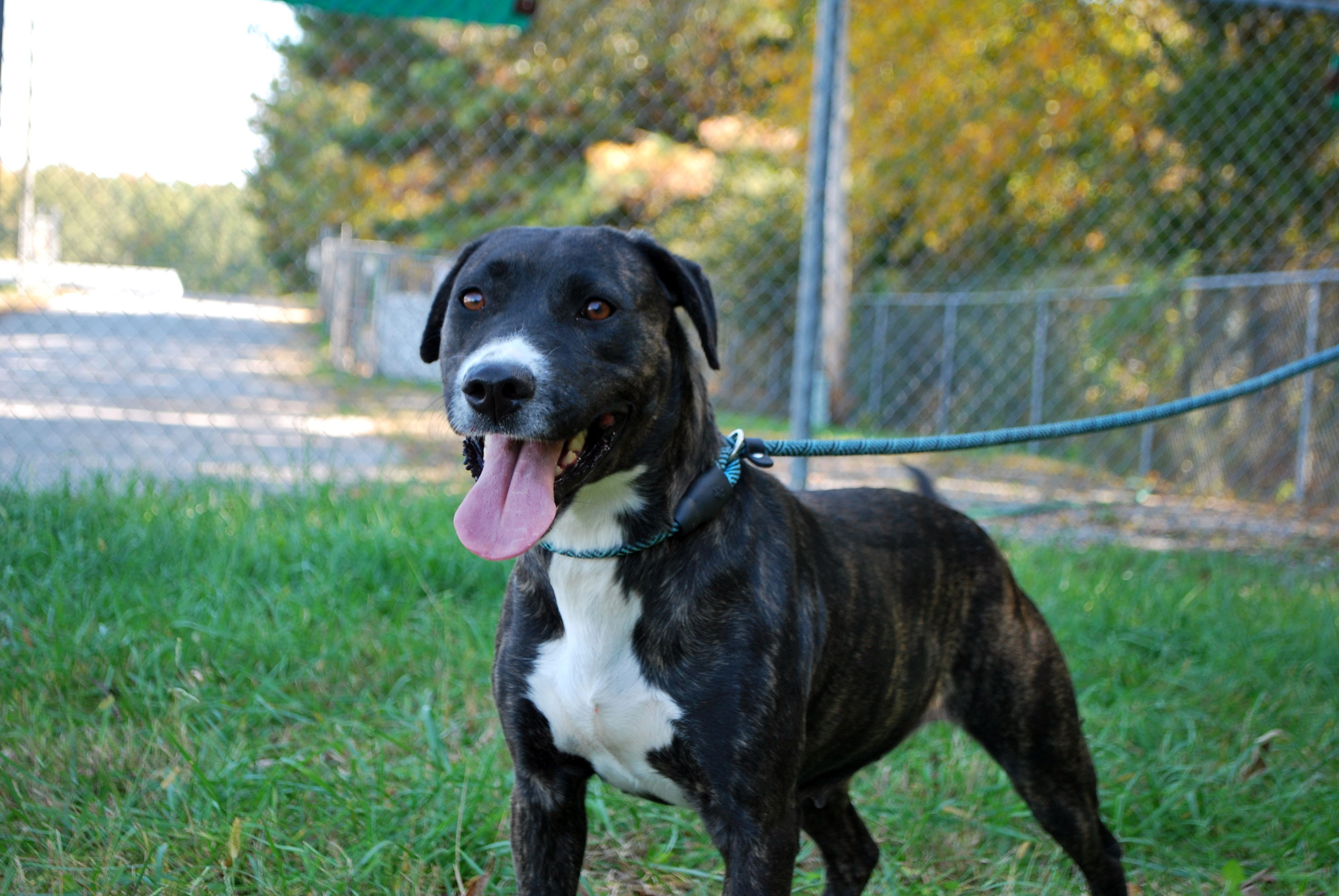 Hazel, Adopted, Adult Female Terrier.