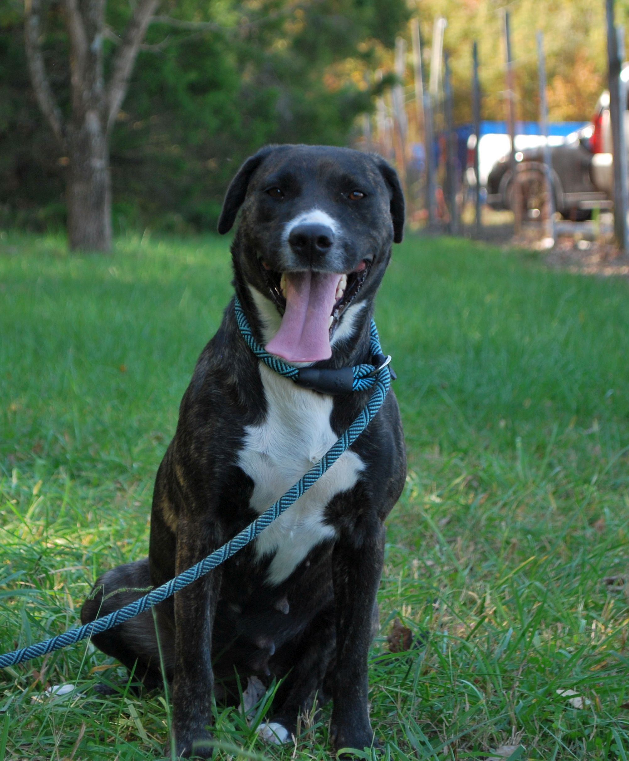 Hazel, a Adopted Terrier in manchester, TN image 2/4