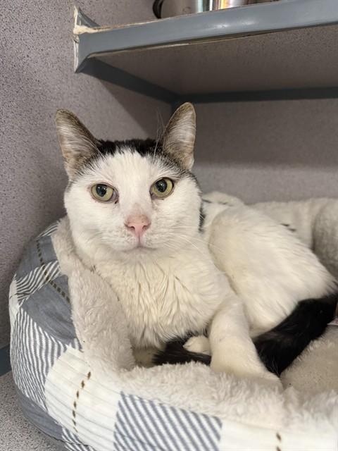 SNOWY, Adoptable, Adult Male Domestic Short Hair.
