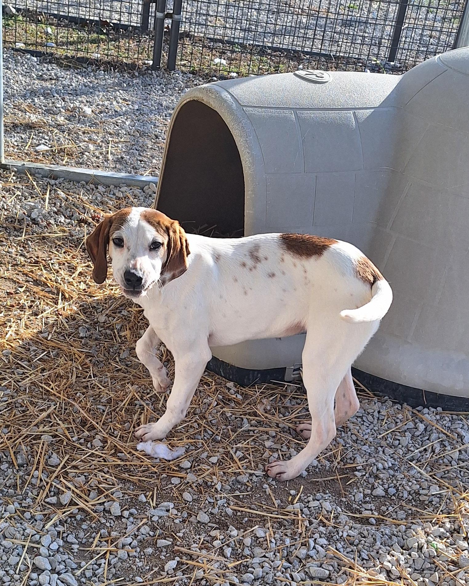 Pearl, Adoptable, Young Female Mountain Cur & Treeing Walker Coonhound.