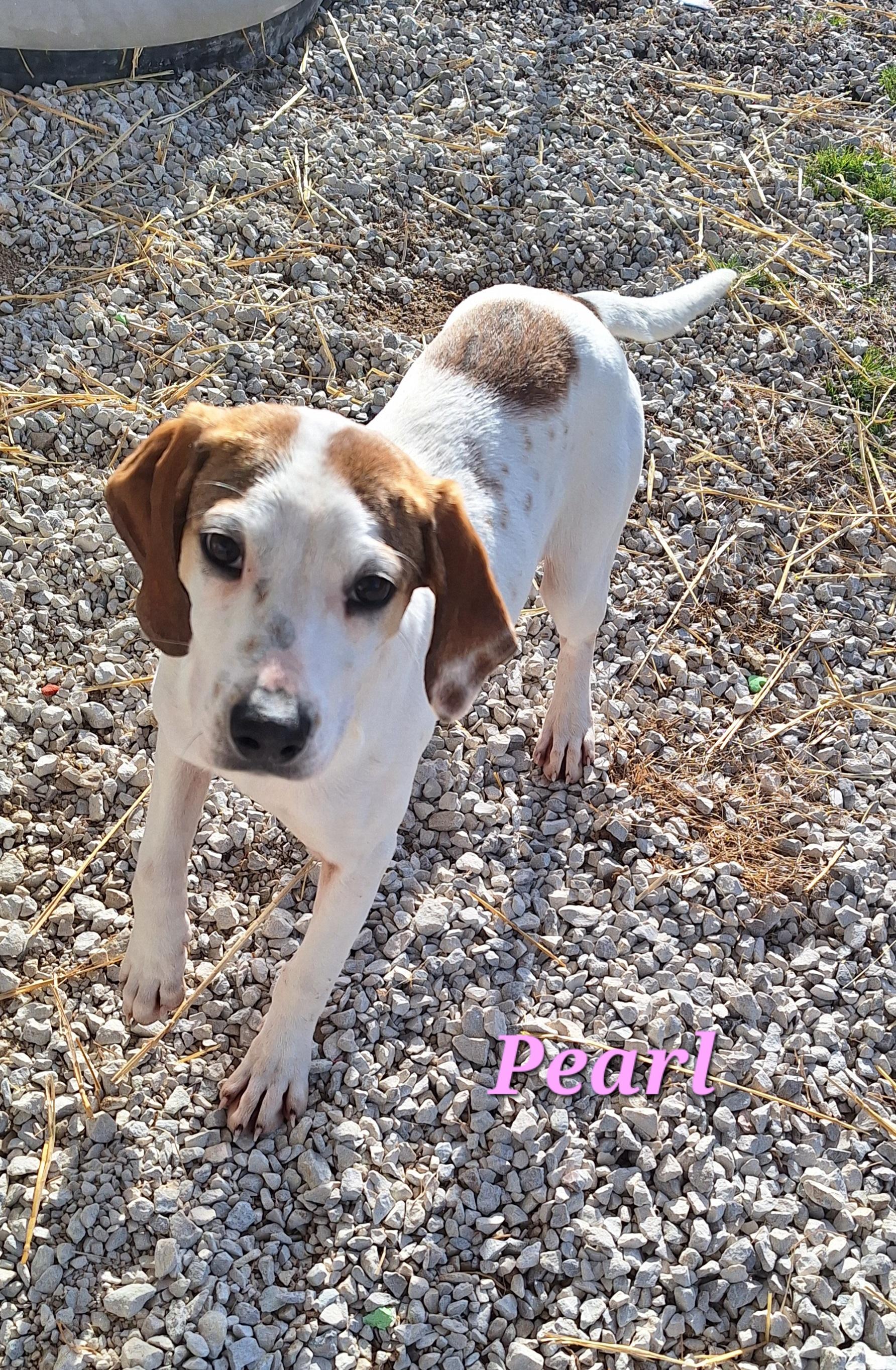 Enlarge Pearl, a Adoptable mixed breed in Stanton, KY image 2/3