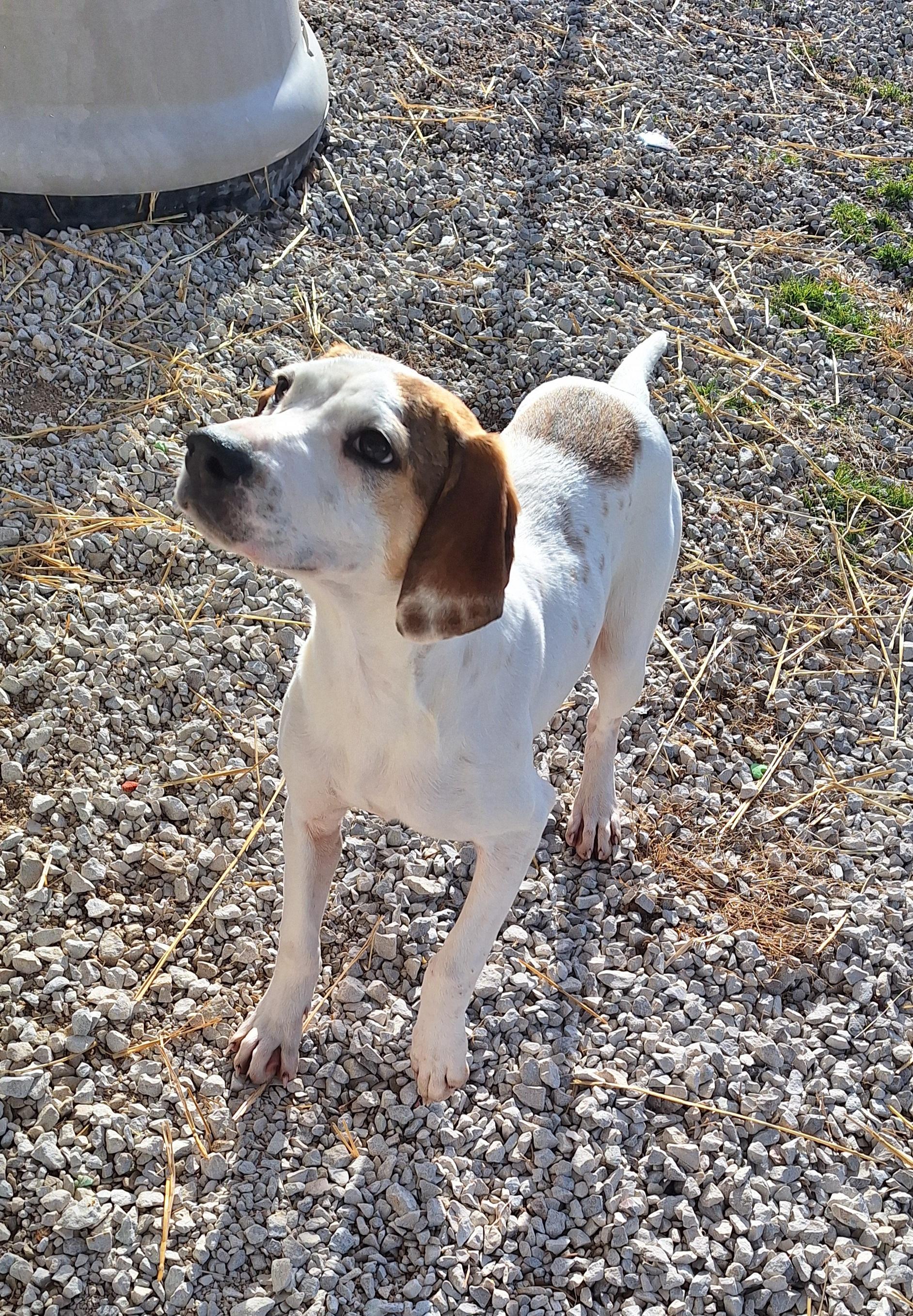 Enlarge Pearl, a Adoptable mixed breed in Stanton, KY image 3/3