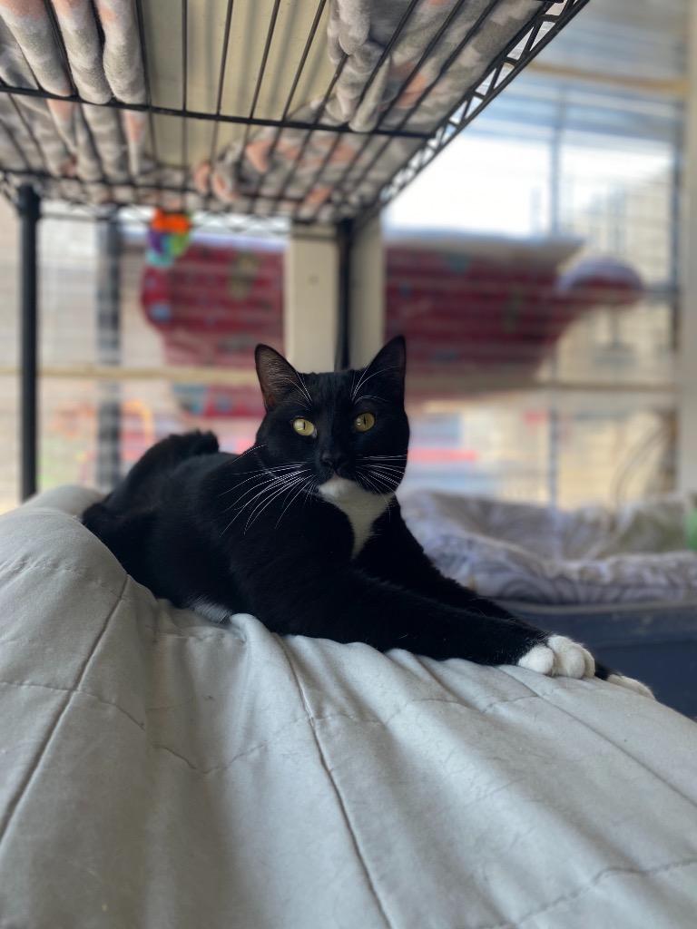 CHER, a Adoptable mixed breed in New Bern, NC image 2/4