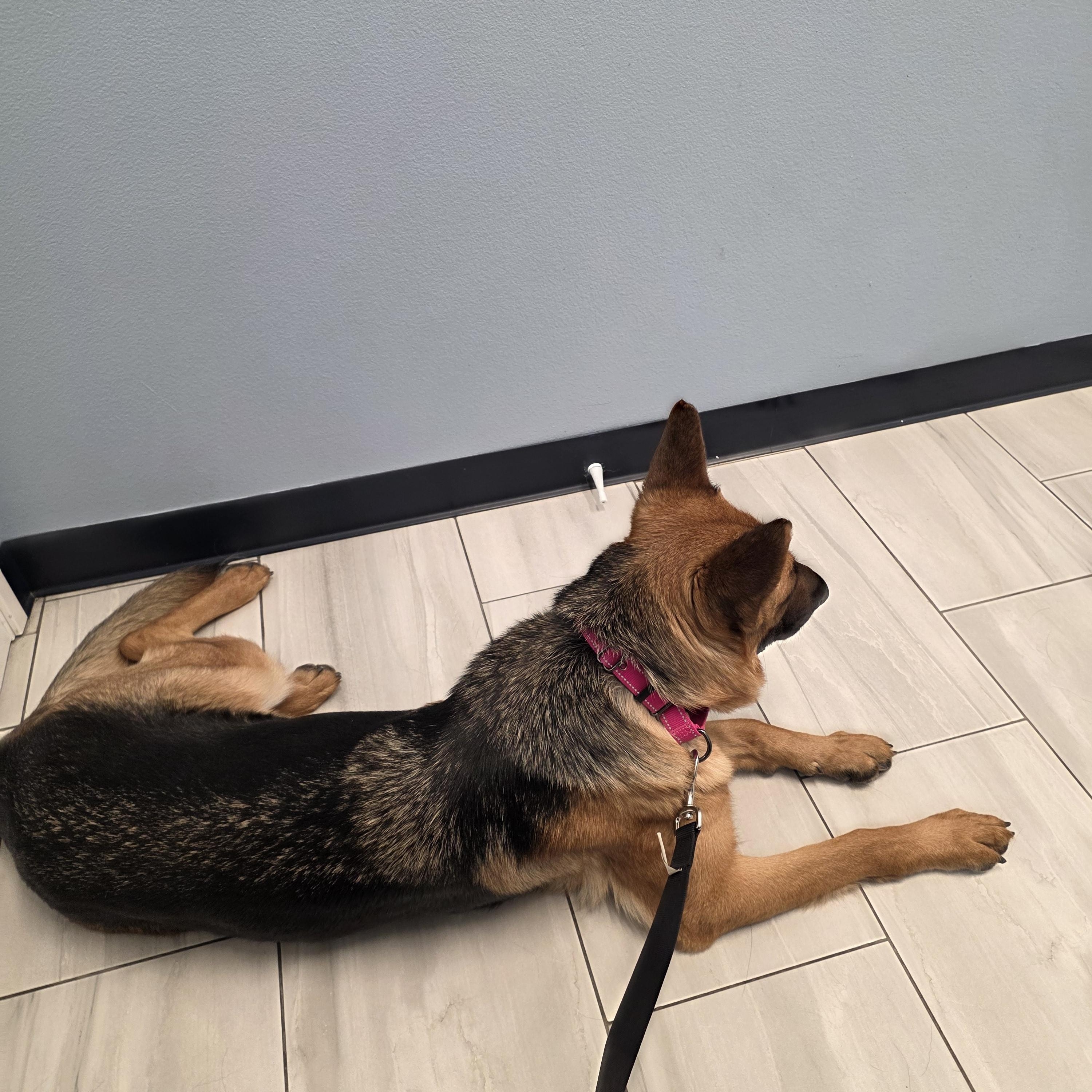 Athena , a ADOPTABLE German Shepherd Dog in Temecula, CA image 5/6