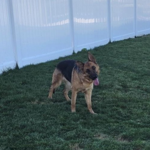 Athena , a ADOPTABLE German Shepherd Dog in Temecula, CA image 6/6