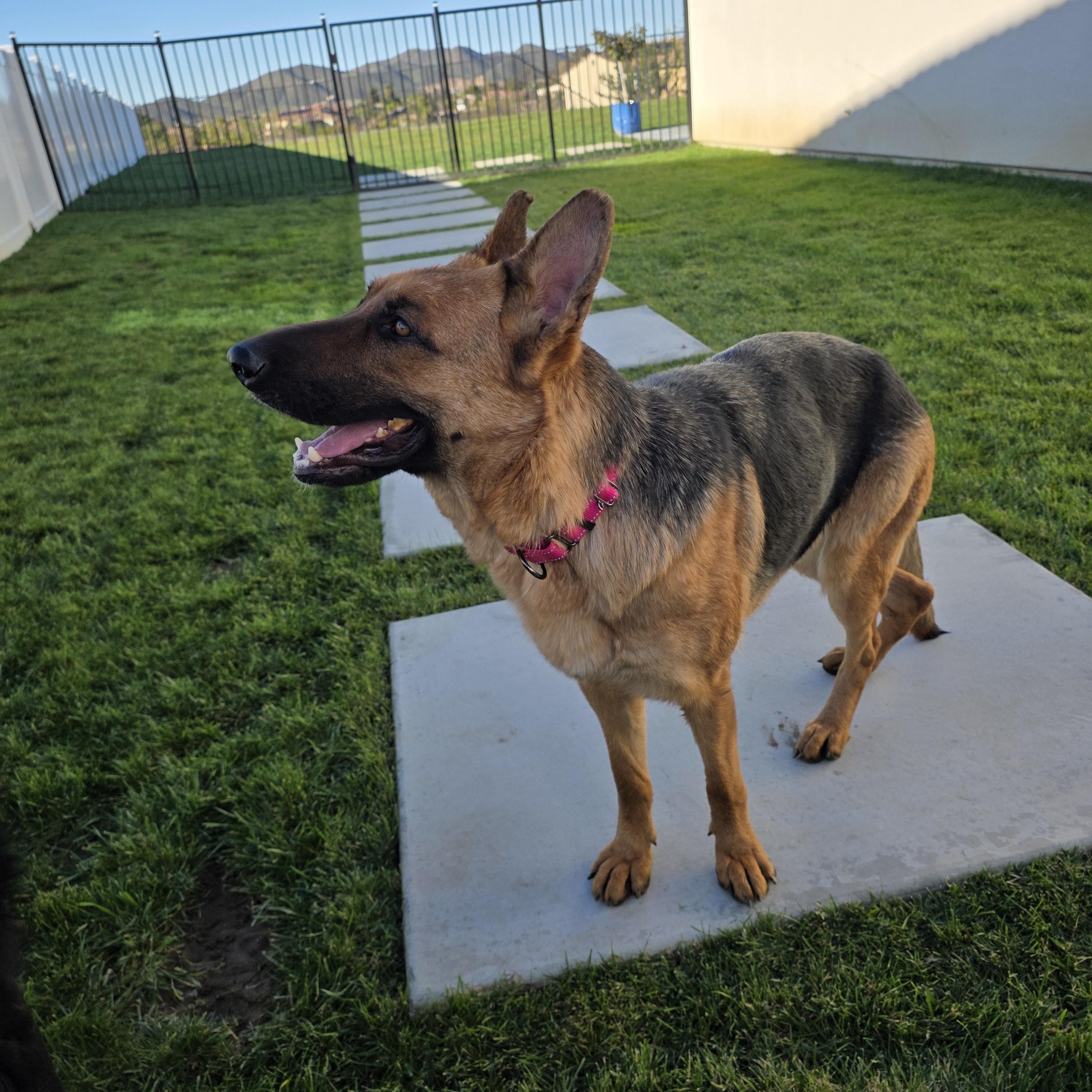 Athena , a ADOPTABLE German Shepherd Dog in Temecula, CA image 4/6