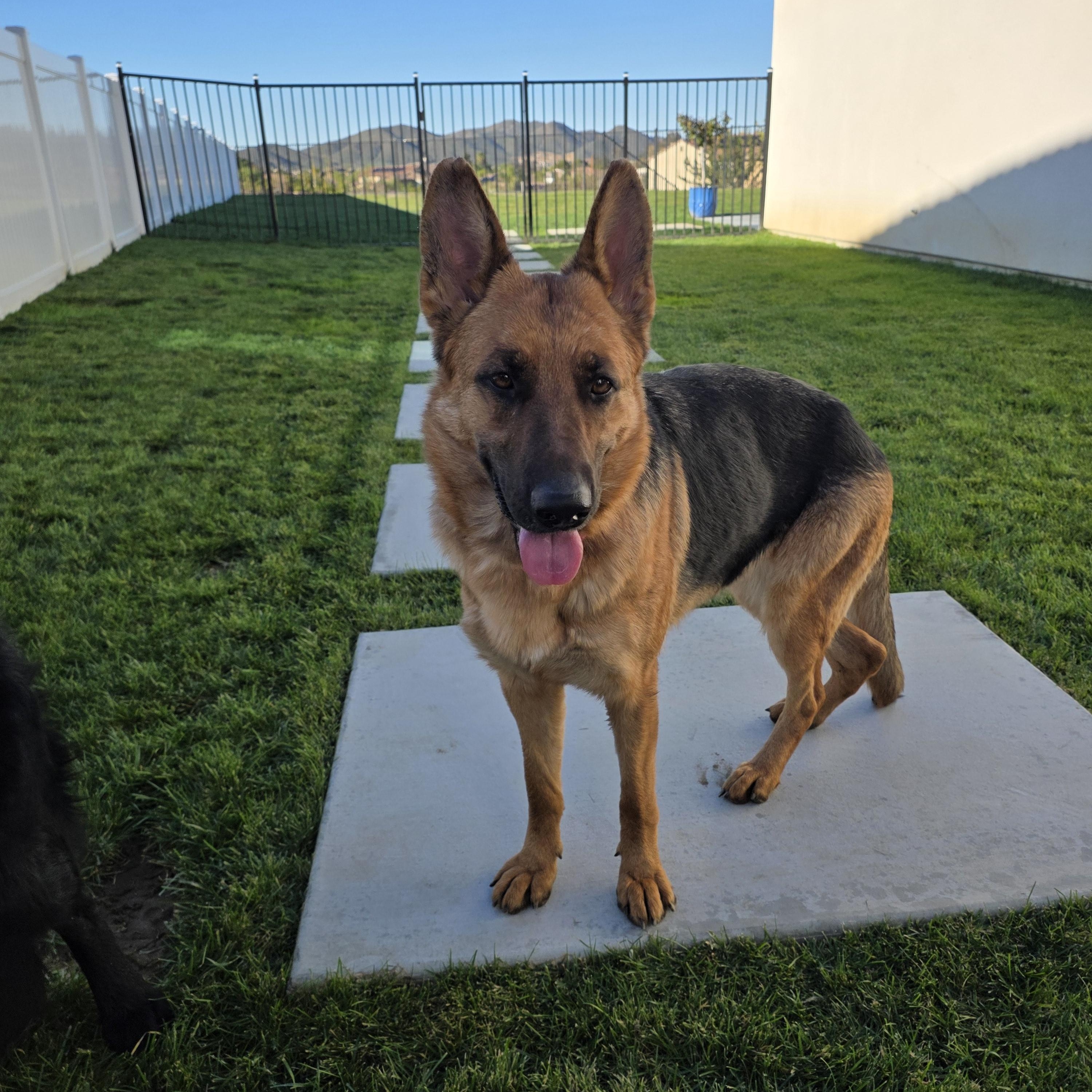 Athena , a ADOPTABLE German Shepherd Dog in Temecula, CA image 2/6