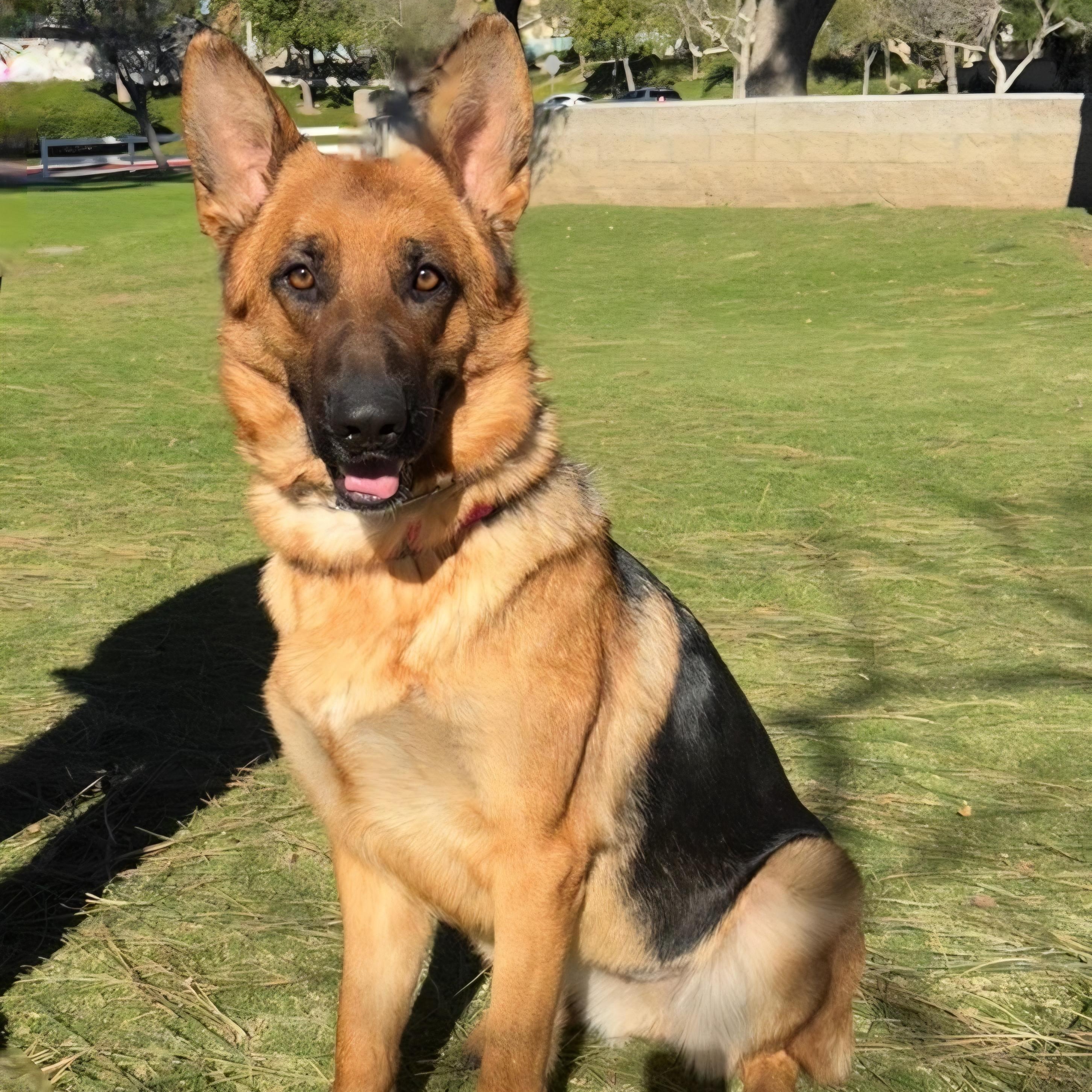 Athena , a ADOPTABLE German Shepherd Dog in Temecula, CA image 1/6