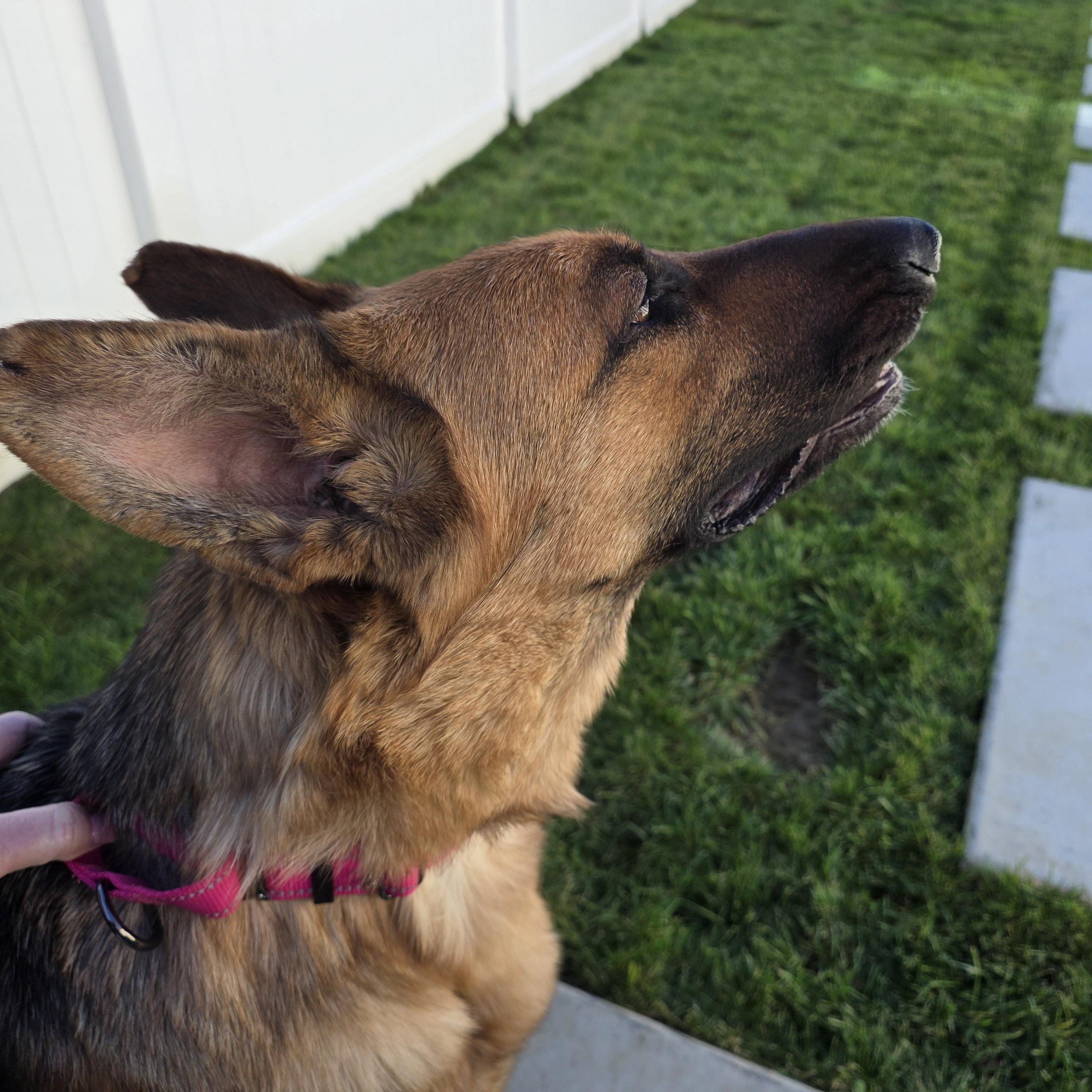 Athena , a ADOPTABLE German Shepherd Dog in Temecula, CA image 3/6