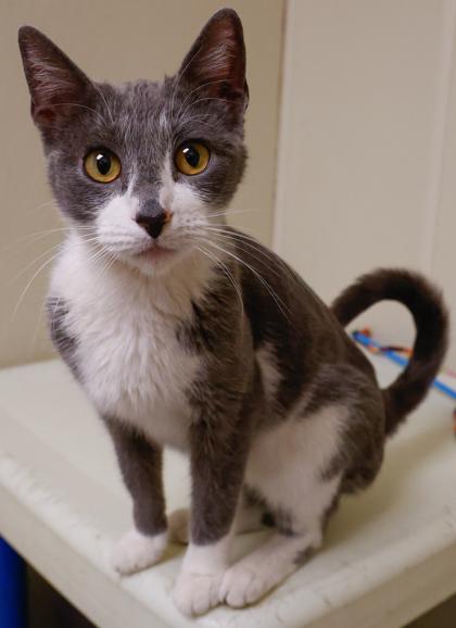 Enlarge Juliet, a Adoptable mixed breed in Baraboo, WI image 3/3