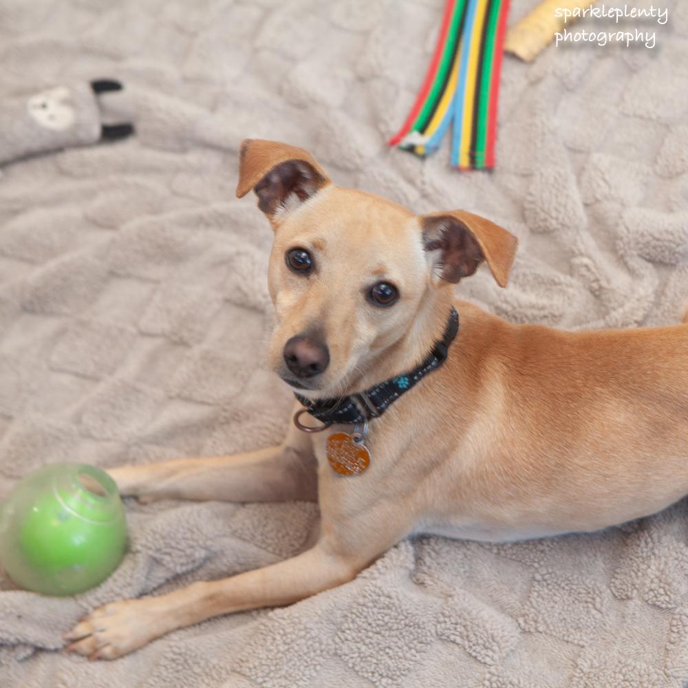 Enlarge Audro, an adoptable mixed breed in Ridgefield, CT image 2/6