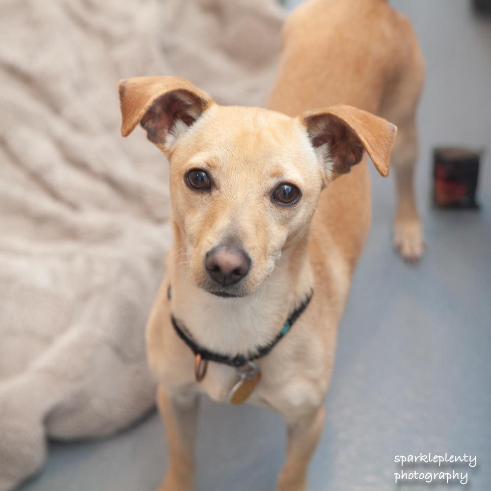 Audro, adoptable, Young Male Chihuahua.