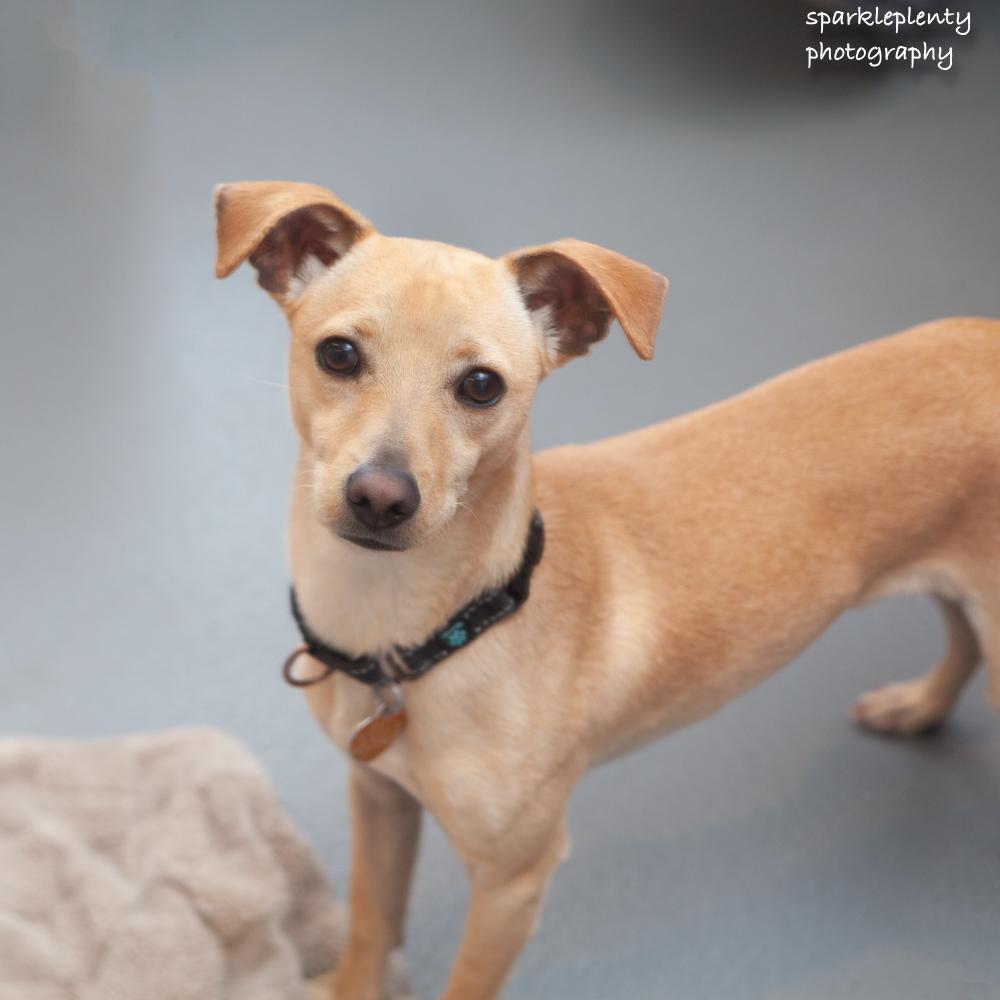 Enlarge Audro, an adoptable mixed breed in Ridgefield, CT image 3/6