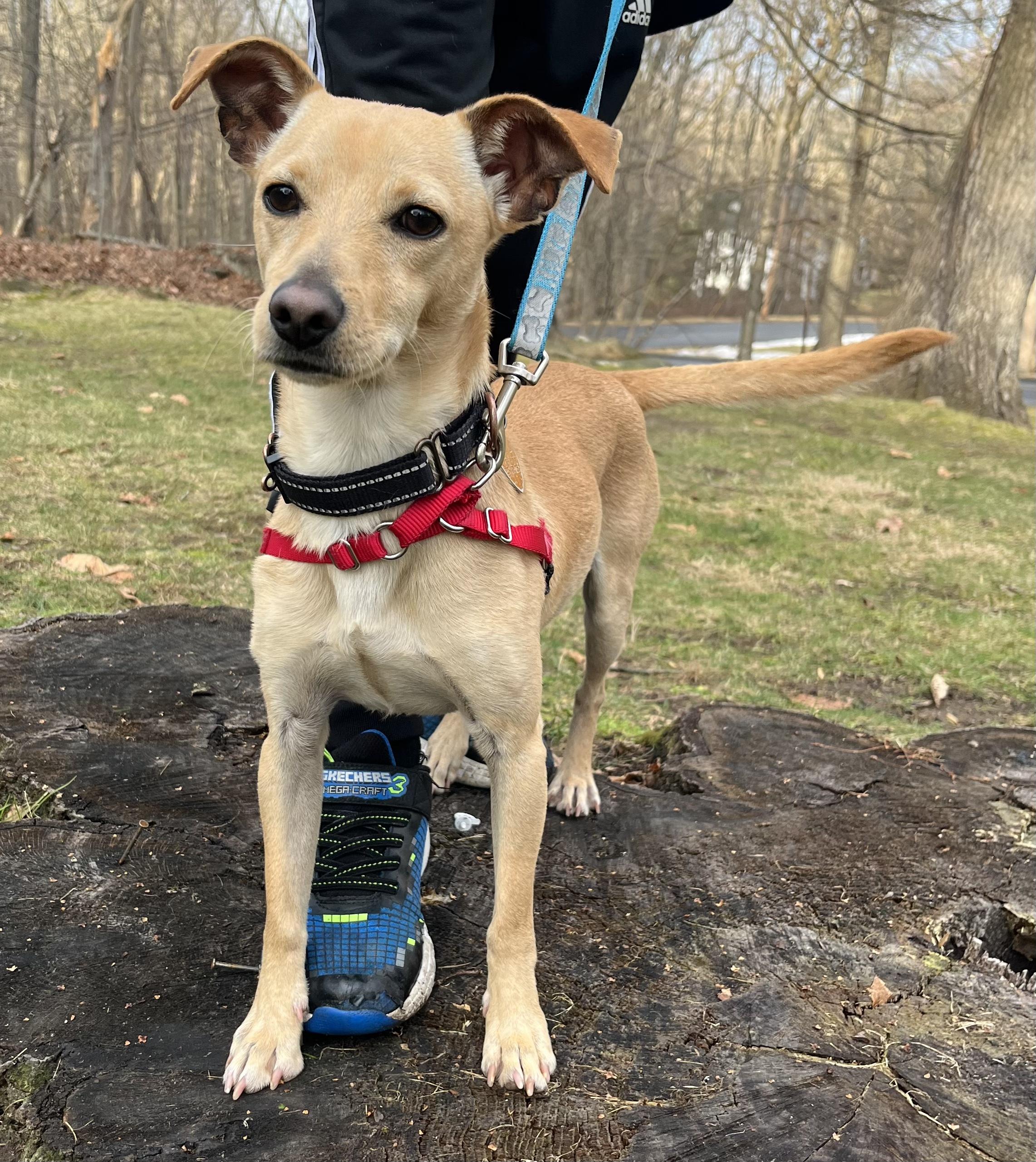 Enlarge Audro, an adoptable mixed breed in Ridgefield, CT image 6/6