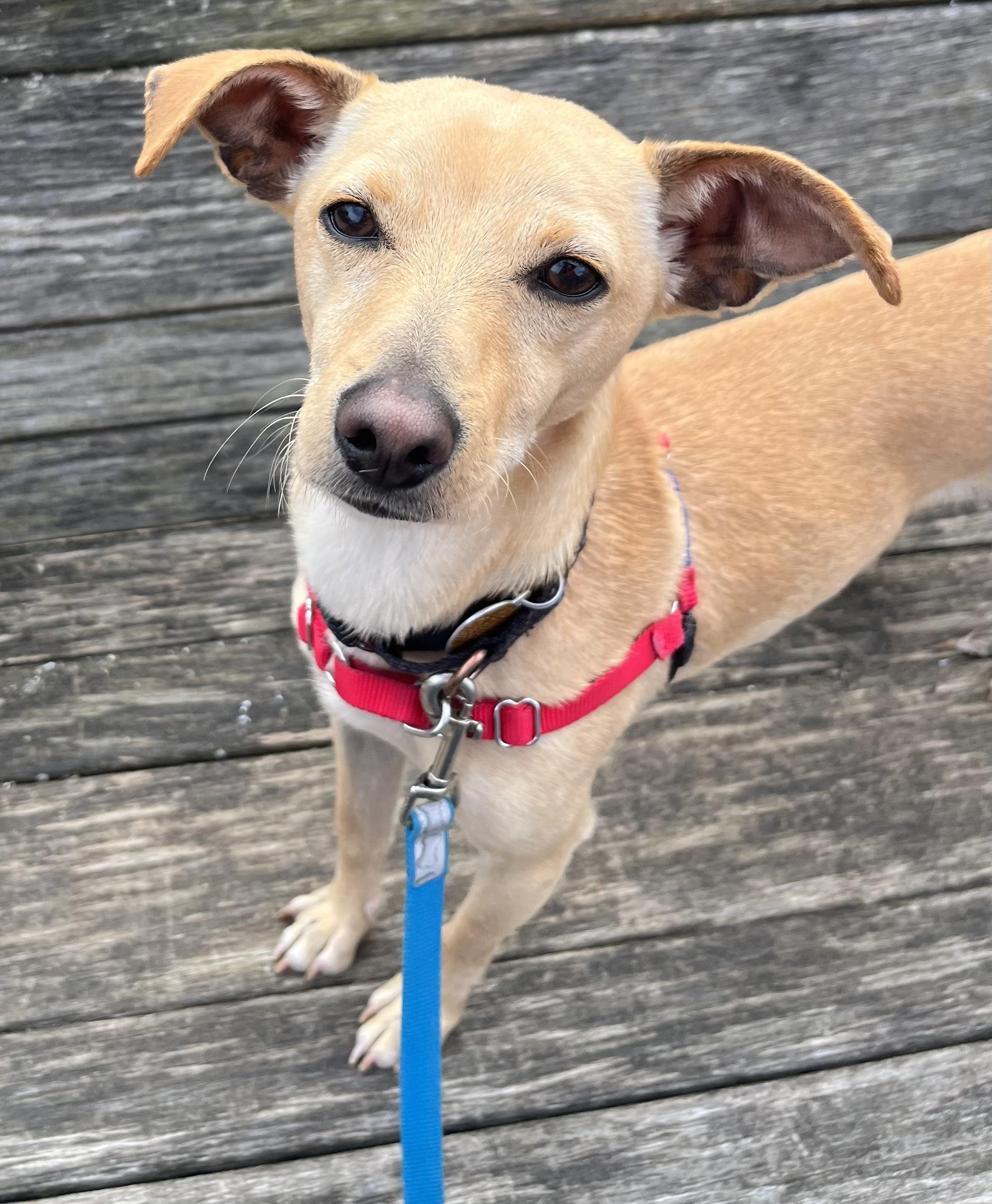 Enlarge Audro, an adoptable mixed breed in Ridgefield, CT image 5/6