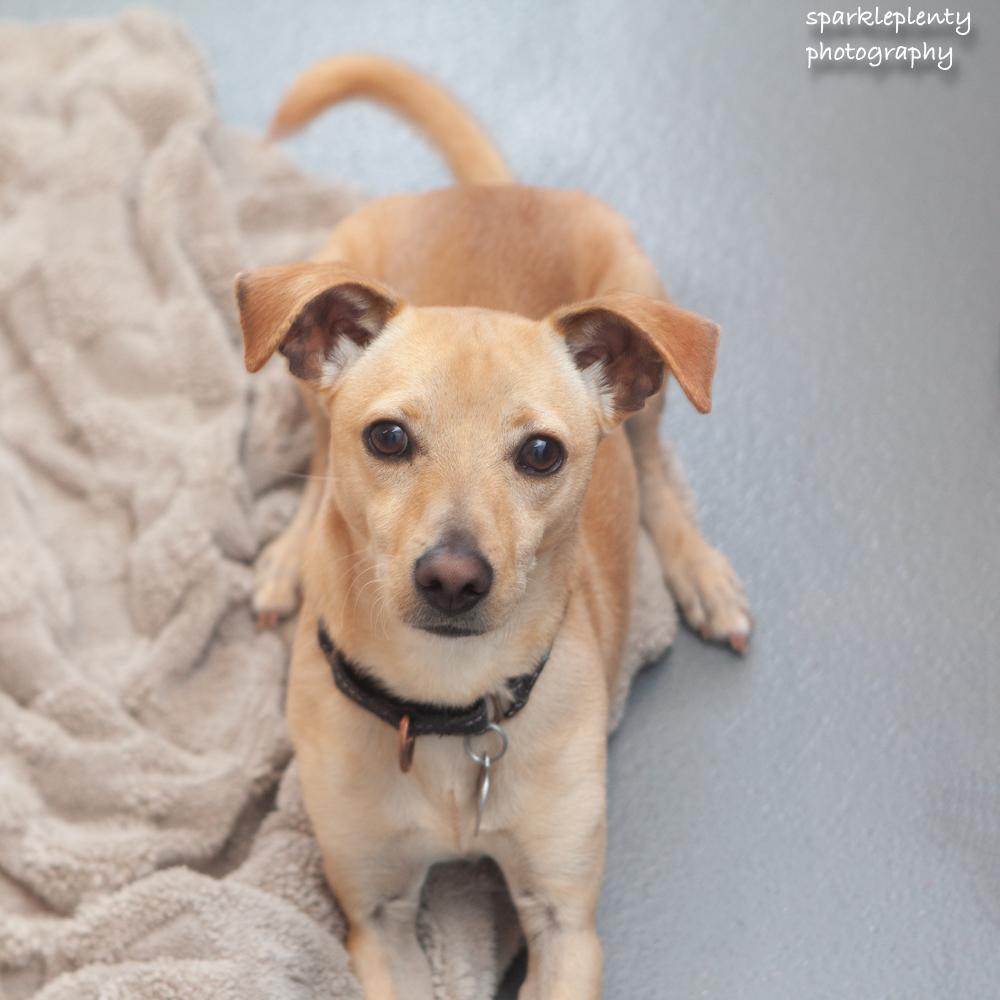 Enlarge Audro, an adoptable mixed breed in Ridgefield, CT image 4/6