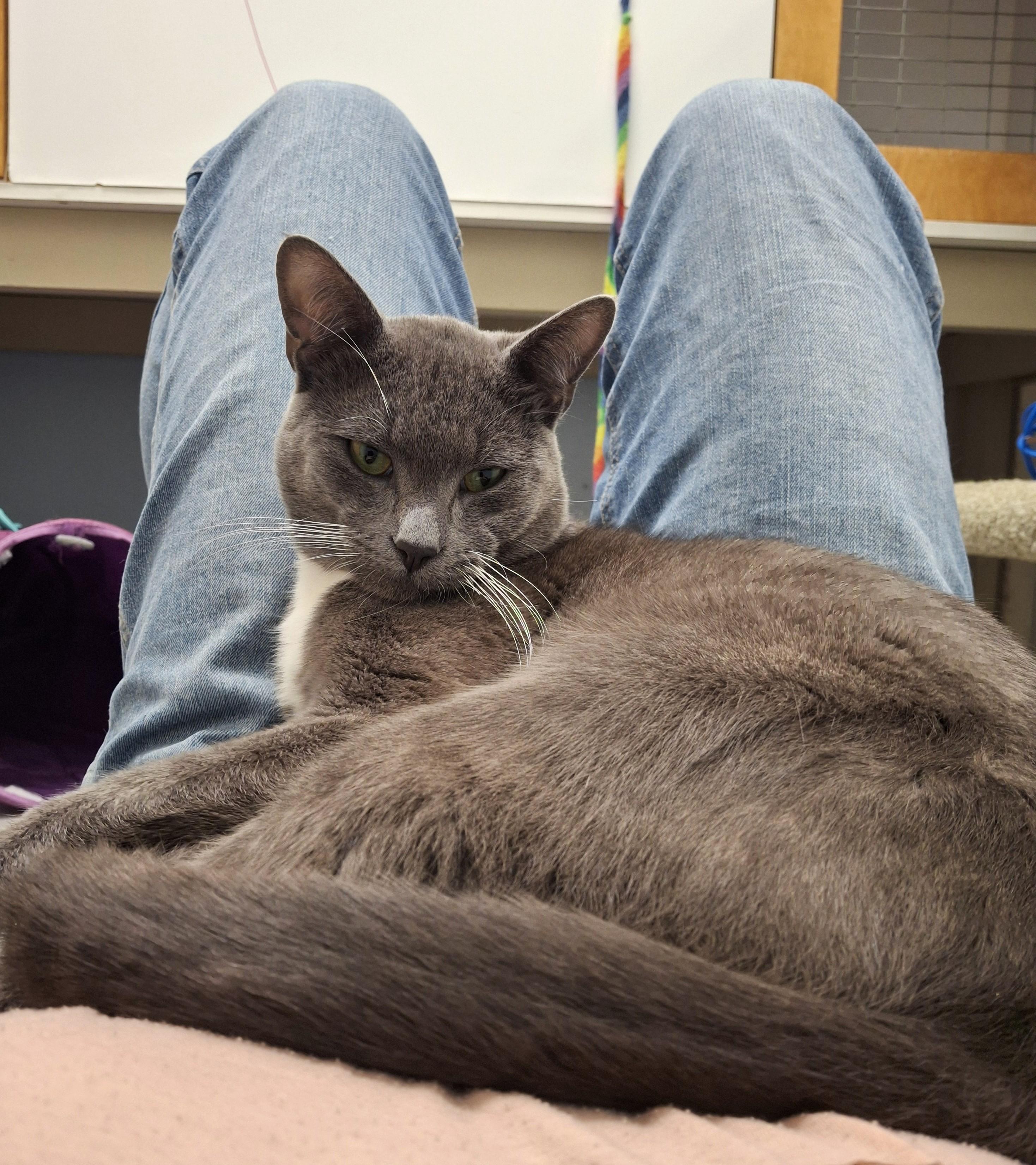 String Bean, an adopted Domestic Short Hair in Victoria, BC image 4/4