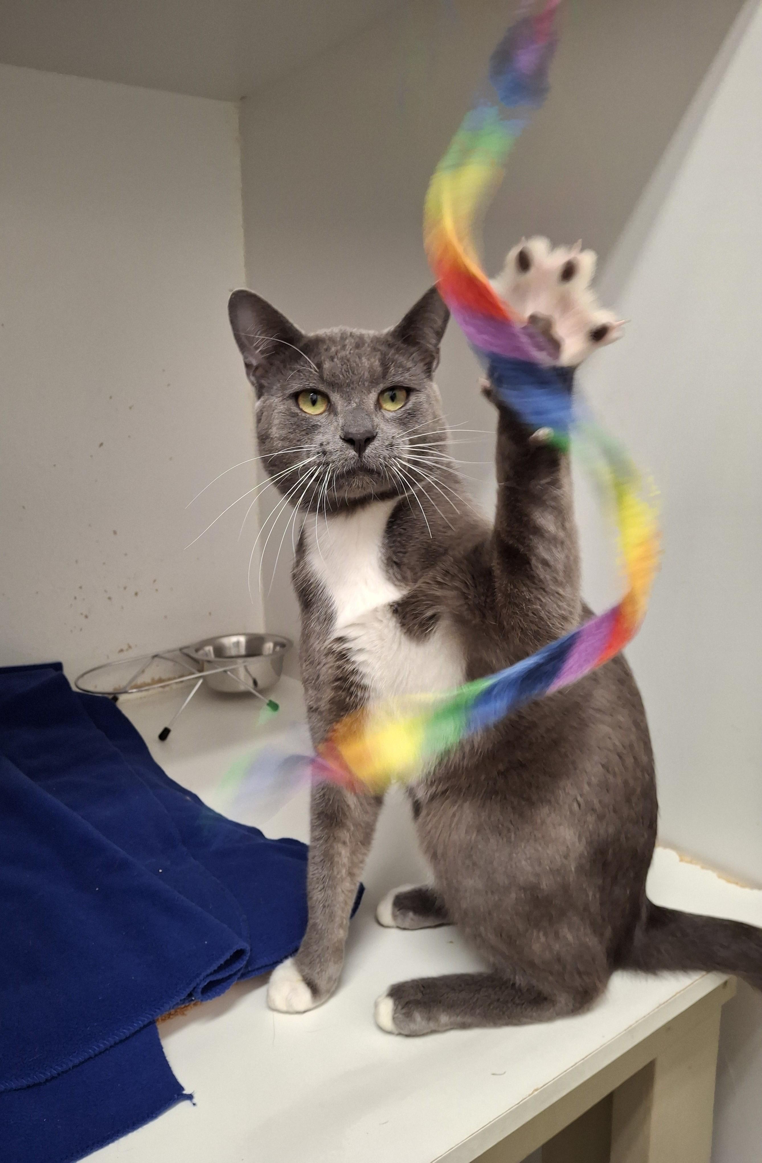 String Bean, adopted, Young Male Domestic Short Hair.