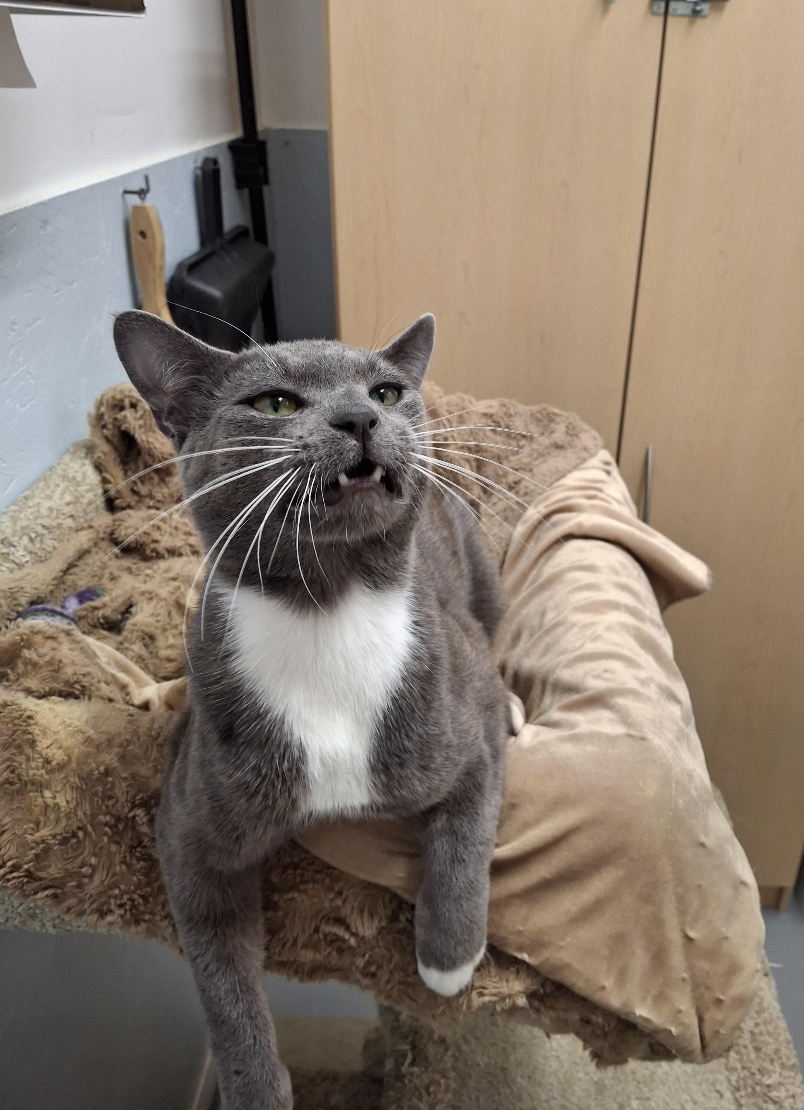 String Bean, an adopted Domestic Short Hair in Victoria, BC image 3/4