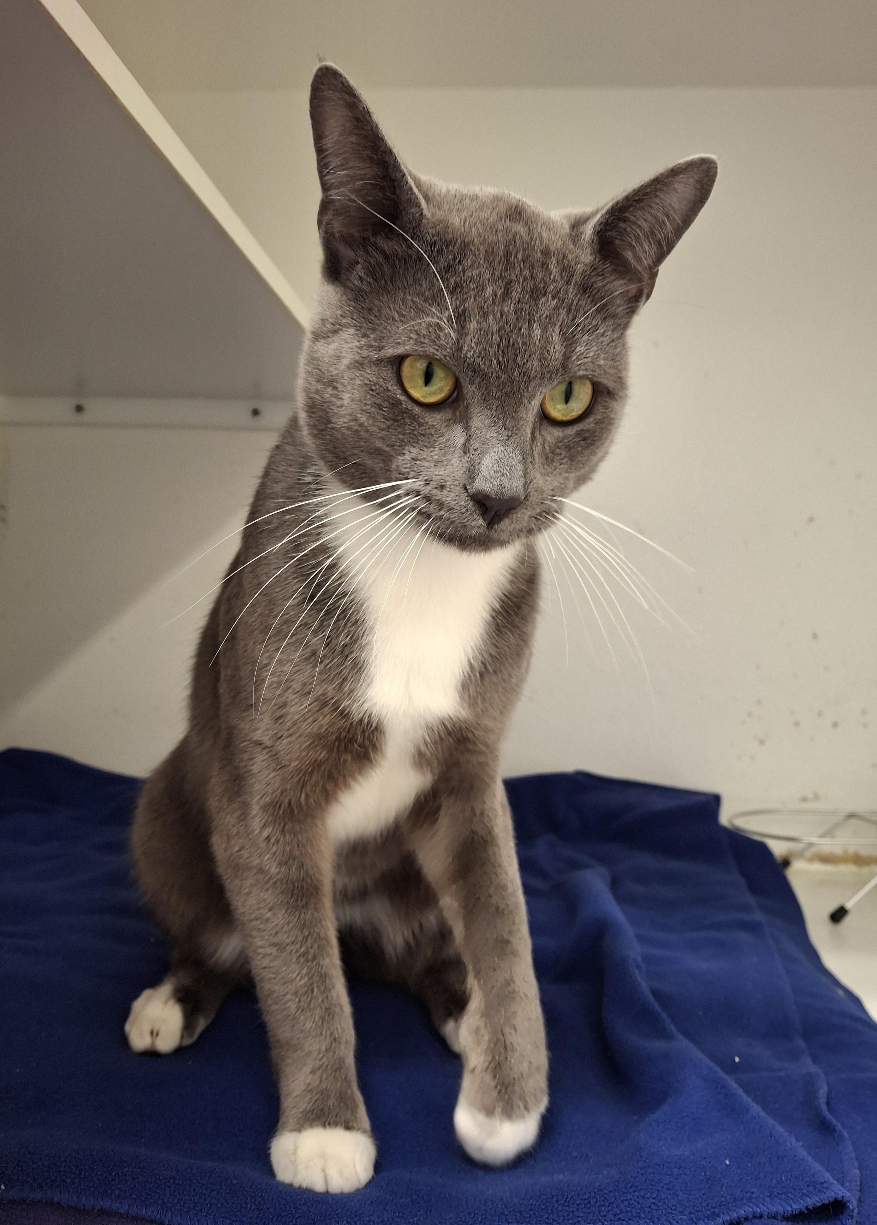 String Bean, an adopted Domestic Short Hair in Victoria, BC image 2/4
