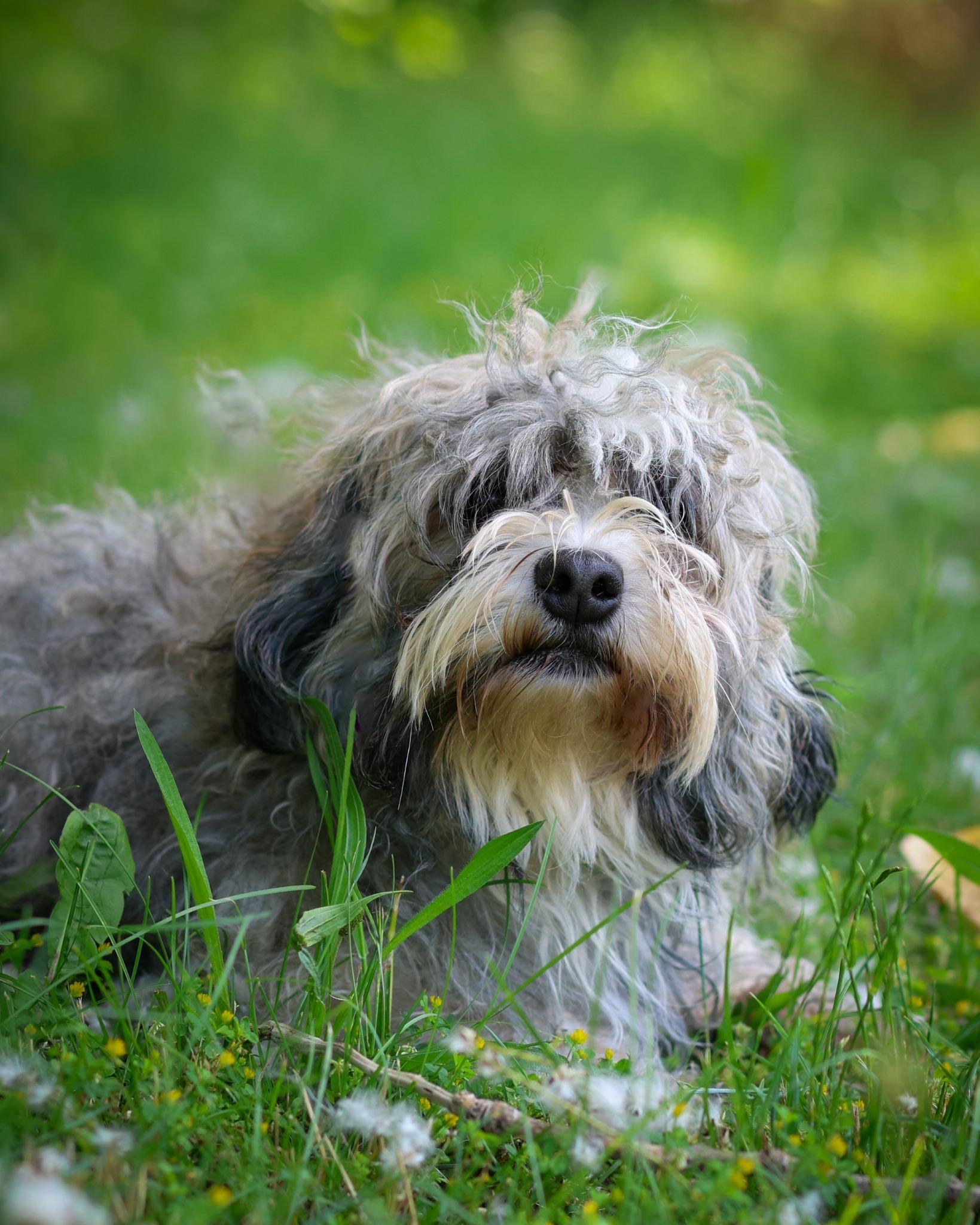 Enlarge Gershwin, an adopted mixed breed in Bridgeport, CT image 1/1