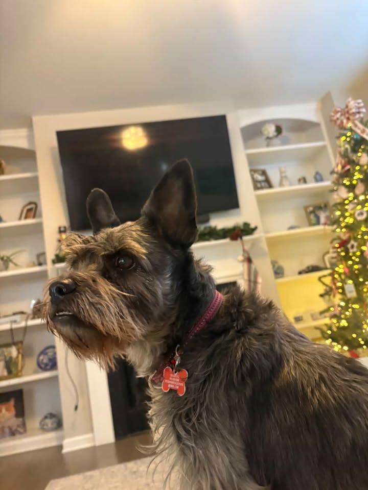 Enlarge Oliver - IN FOSTER HOME - AVAILABLE TO ADOPT, a ADOPTABLE Schnauzer in Clayton, NC image 2/6