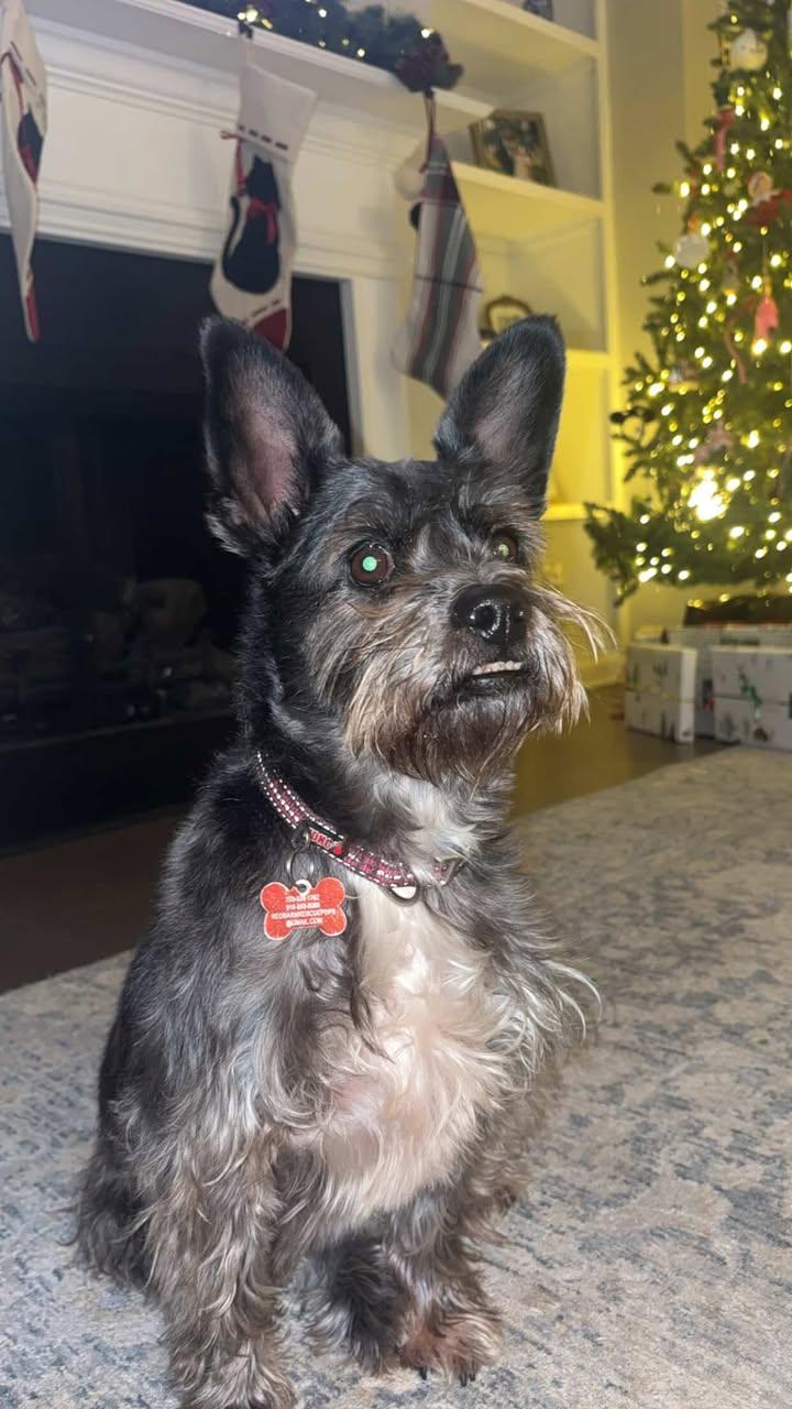 Enlarge Oliver - IN FOSTER HOME - AVAILABLE TO ADOPT, a ADOPTABLE Schnauzer in Clayton, NC image 3/6