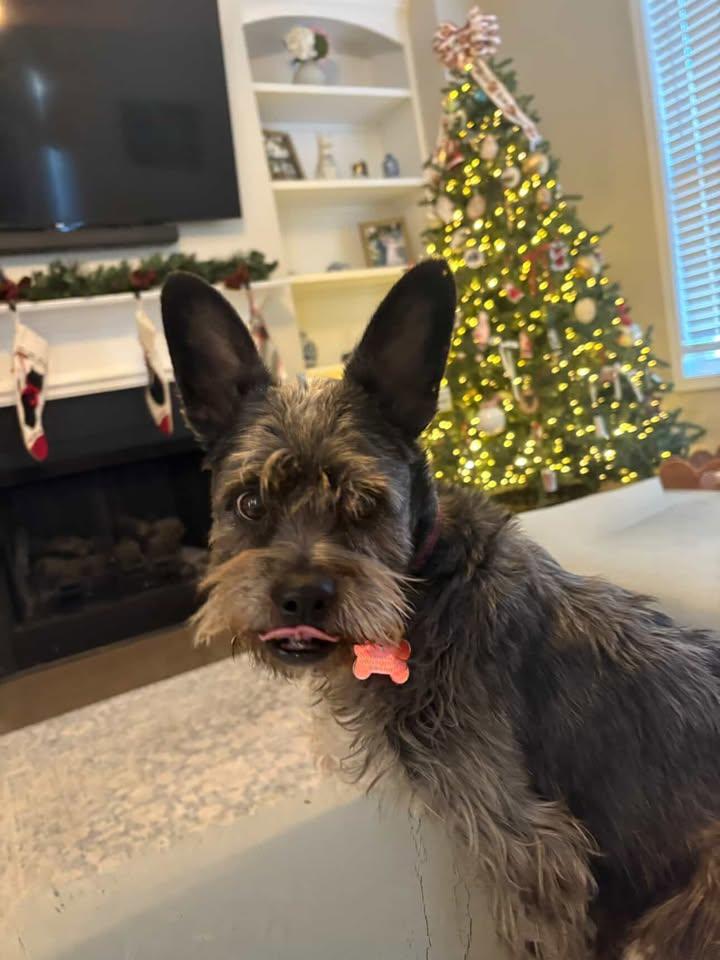 Enlarge Oliver - IN FOSTER HOME - AVAILABLE TO ADOPT, a ADOPTABLE Schnauzer in Clayton, NC image 4/6