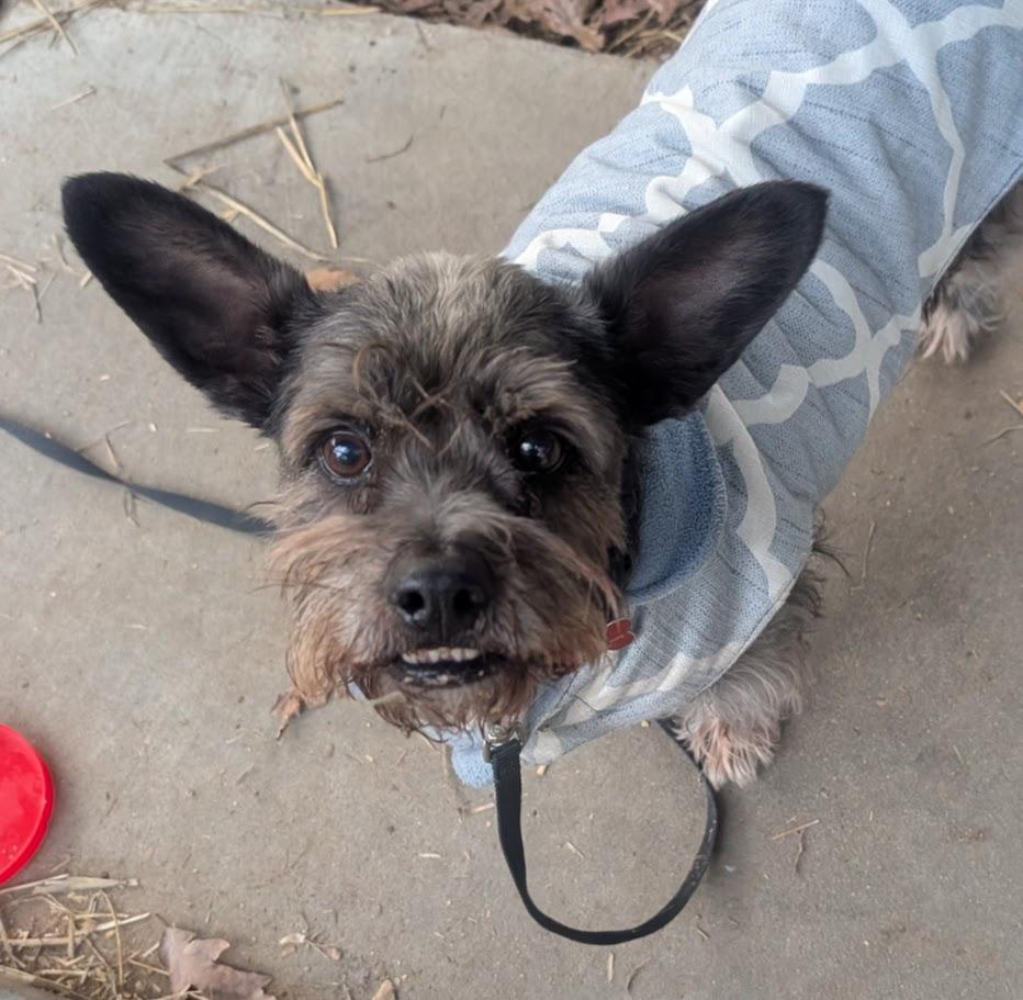 Oliver - AVAILABLE TO FOSTER OR ADOPTION, ADOPTABLE, Adult Male Schnauzer.