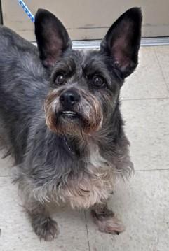 Oliver - AVAILABLE TO FOSTER OR ADOPTION, a ADOPTABLE mixed breed in Clayton, NC image 2/3