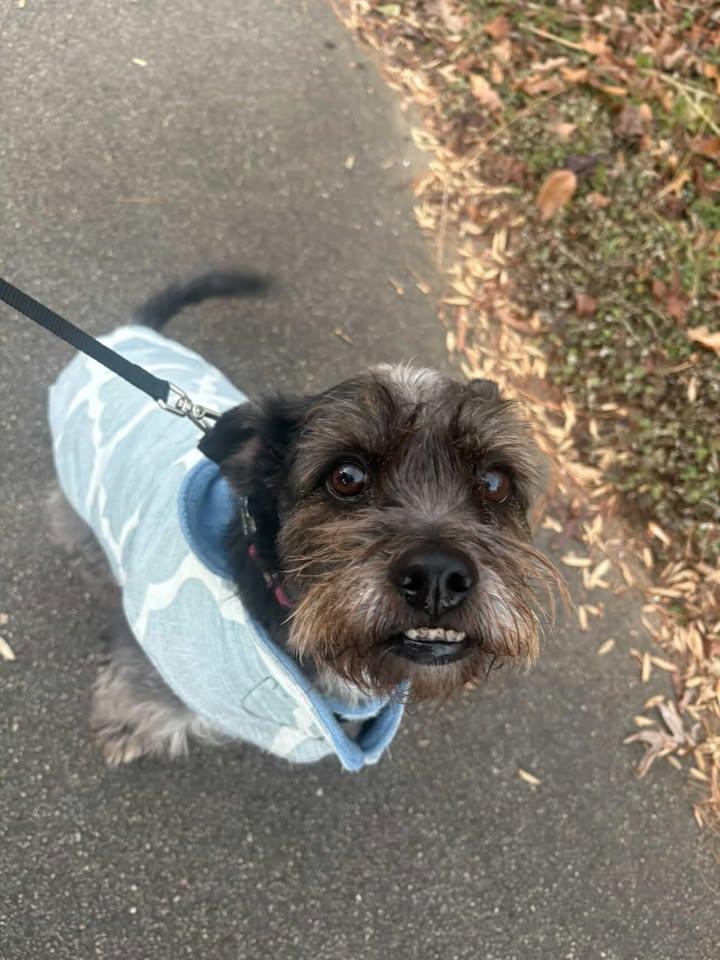 Enlarge Oliver - IN FOSTER HOME - AVAILABLE TO ADOPT, a ADOPTABLE Schnauzer in Clayton, NC image 6/6