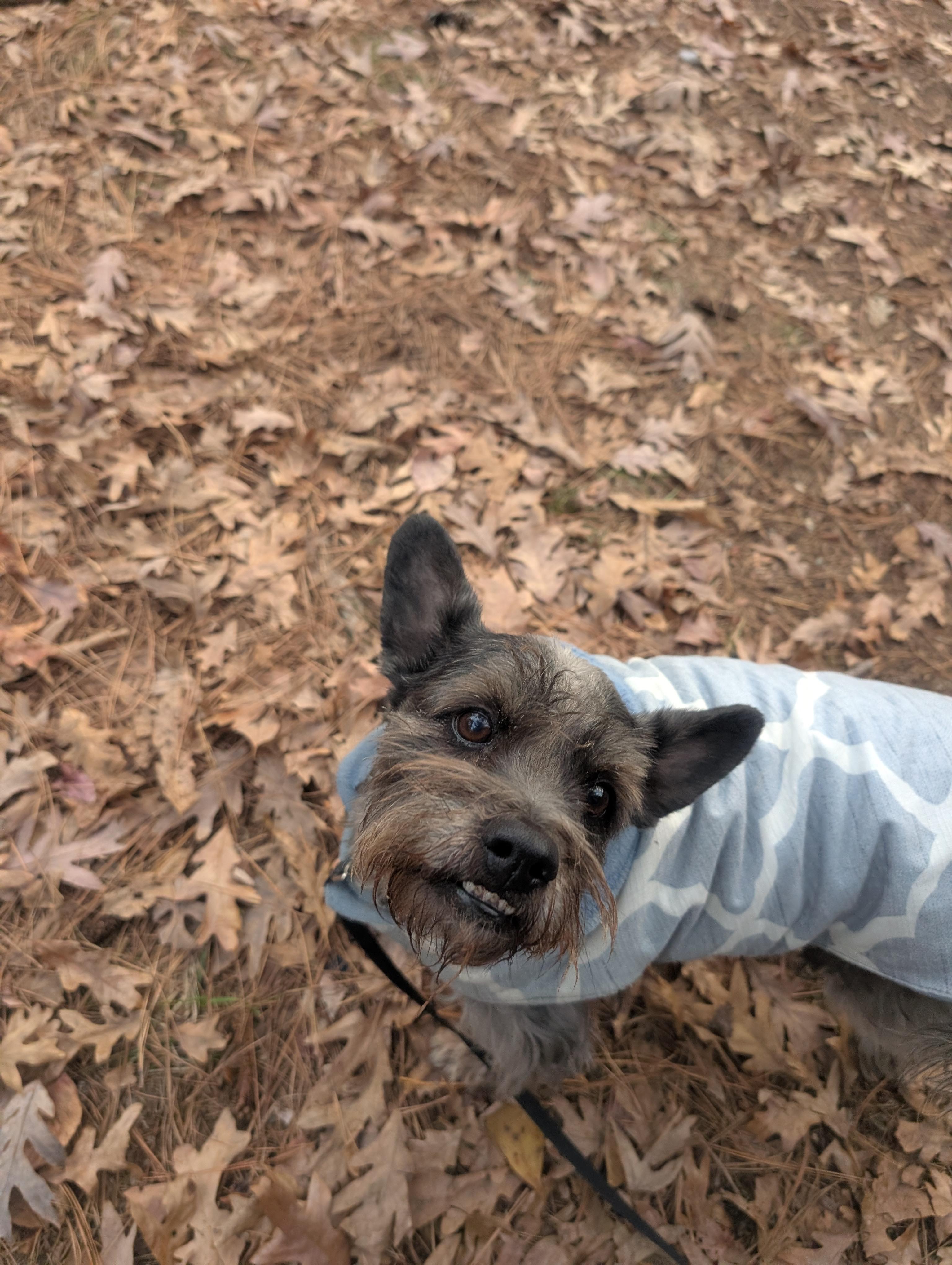 Oliver - AVAILABLE TO FOSTER OR ADOPTION, a ADOPTABLE mixed breed in Clayton, NC image 3/3