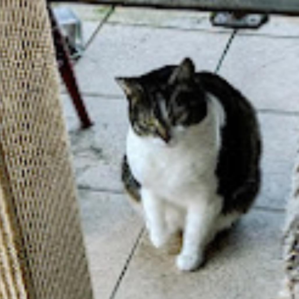 KITTY KITTY, Adoptable, Young Female Domestic Short Hair.