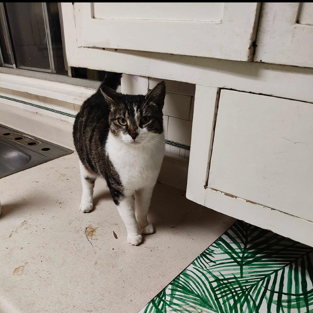 Enlarge KITTY KITTY, a Adoptable Domestic Short Hair in Point Richmond, CA image 2/2
