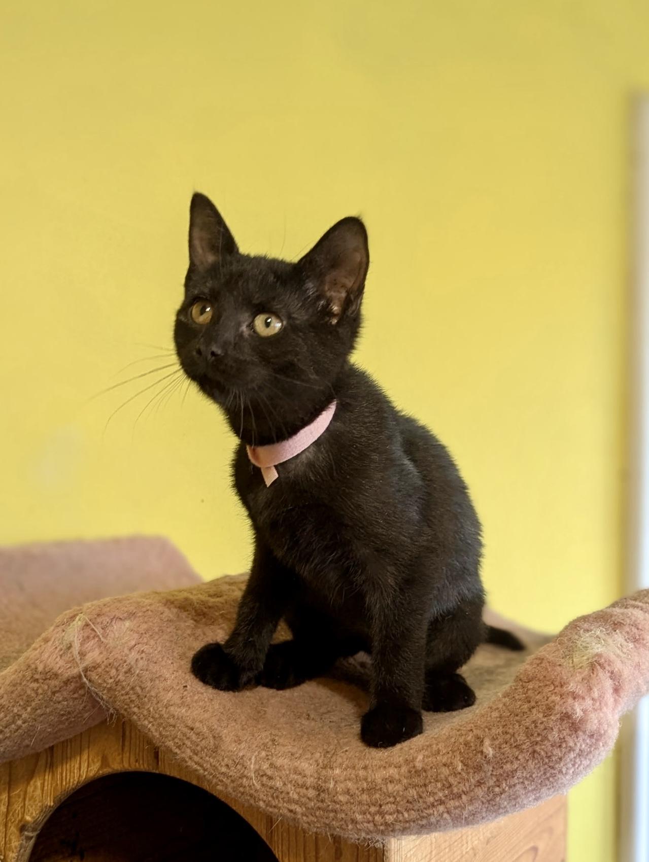 Enlarge Charity, an adopted mixed breed in Liverpool, NY image 2/2