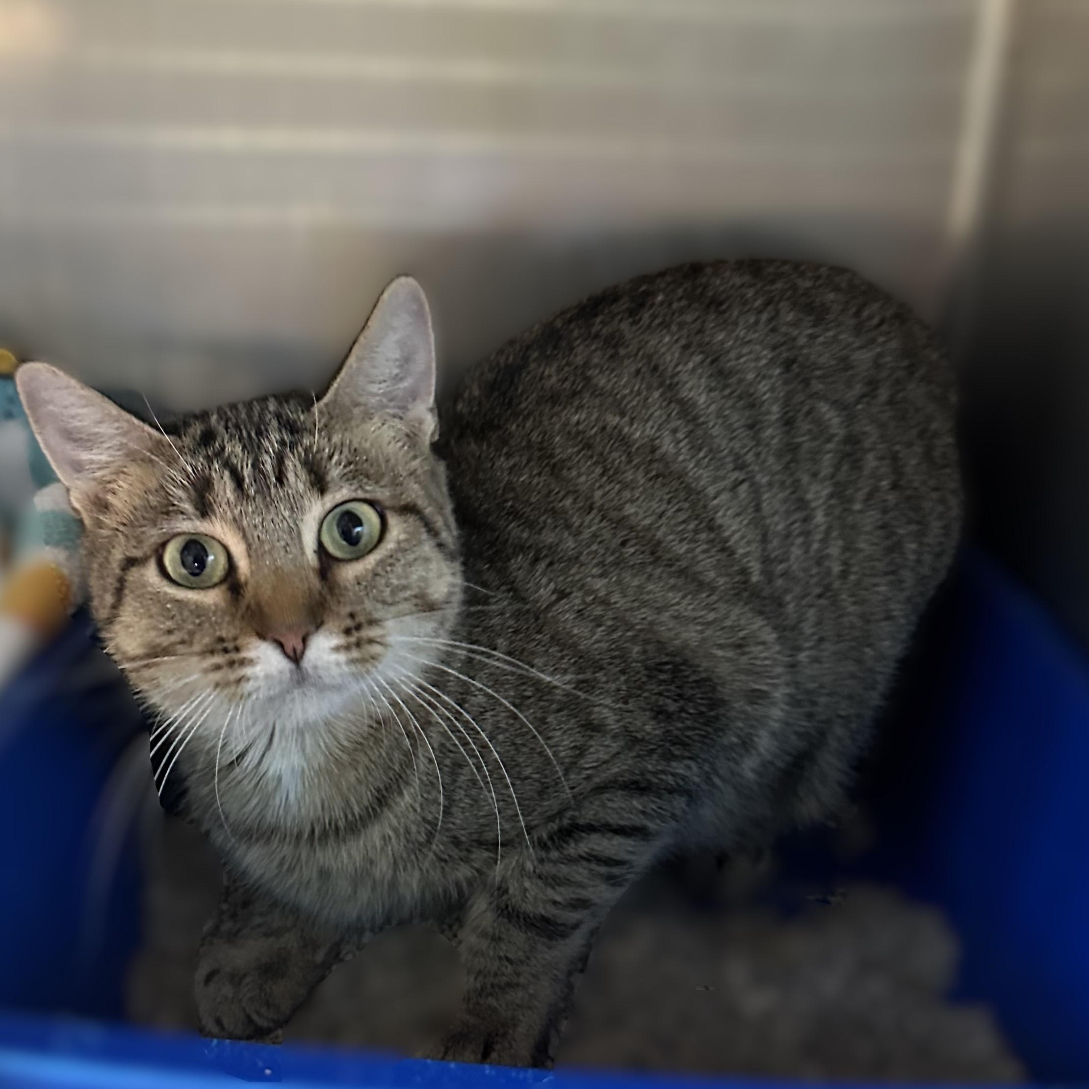 *Farm Cat*Sullies, Adoptable, Adult Female Domestic Short Hair.