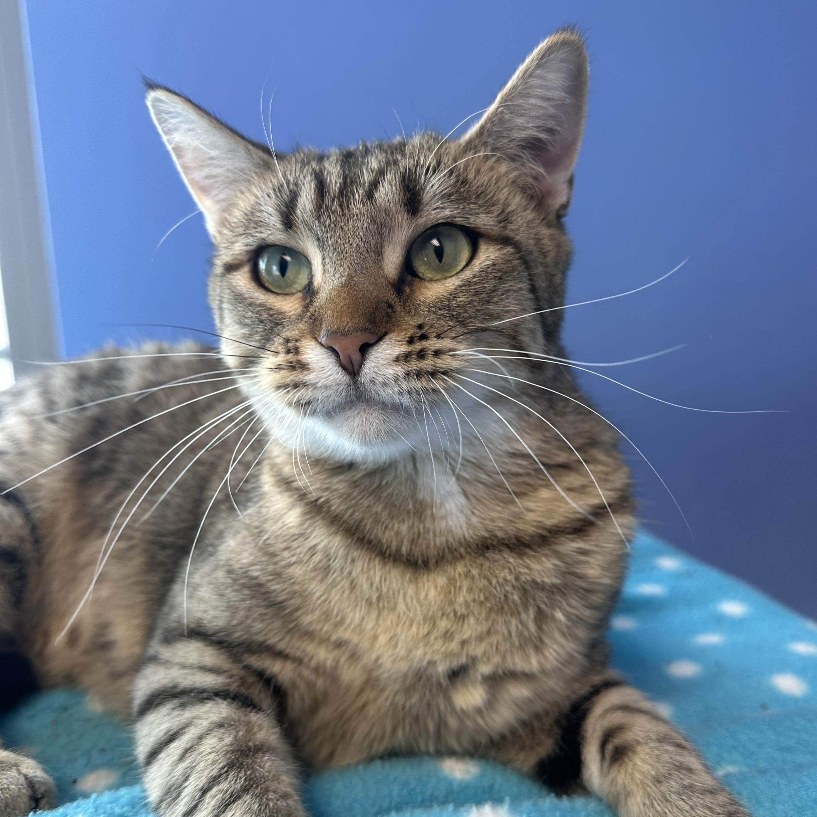 Enlarge Sullies, a Adoptable Domestic Short Hair in Brookings, SD image 1/2