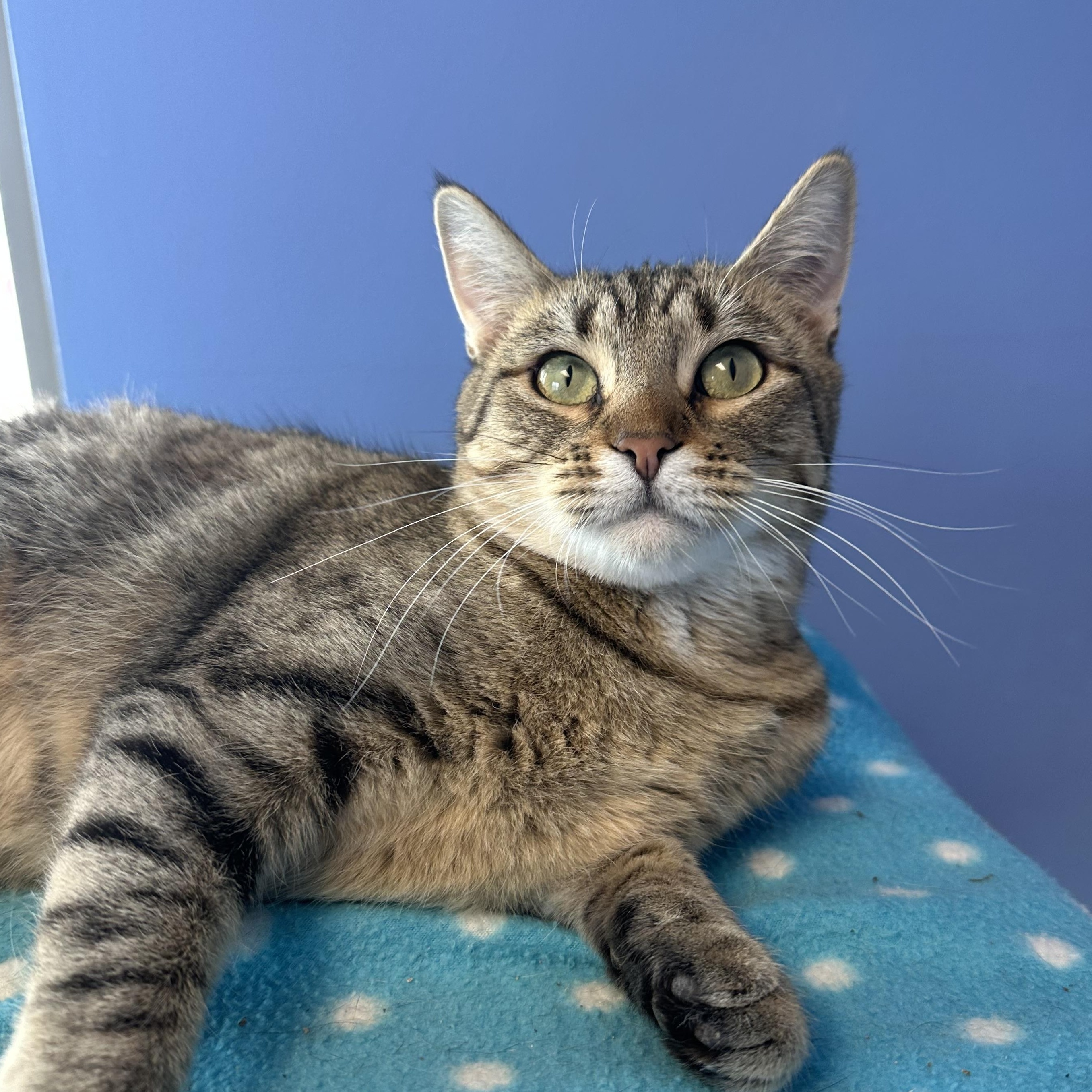 Enlarge Sullies, a Adoptable Domestic Short Hair in Brookings, SD image 2/2