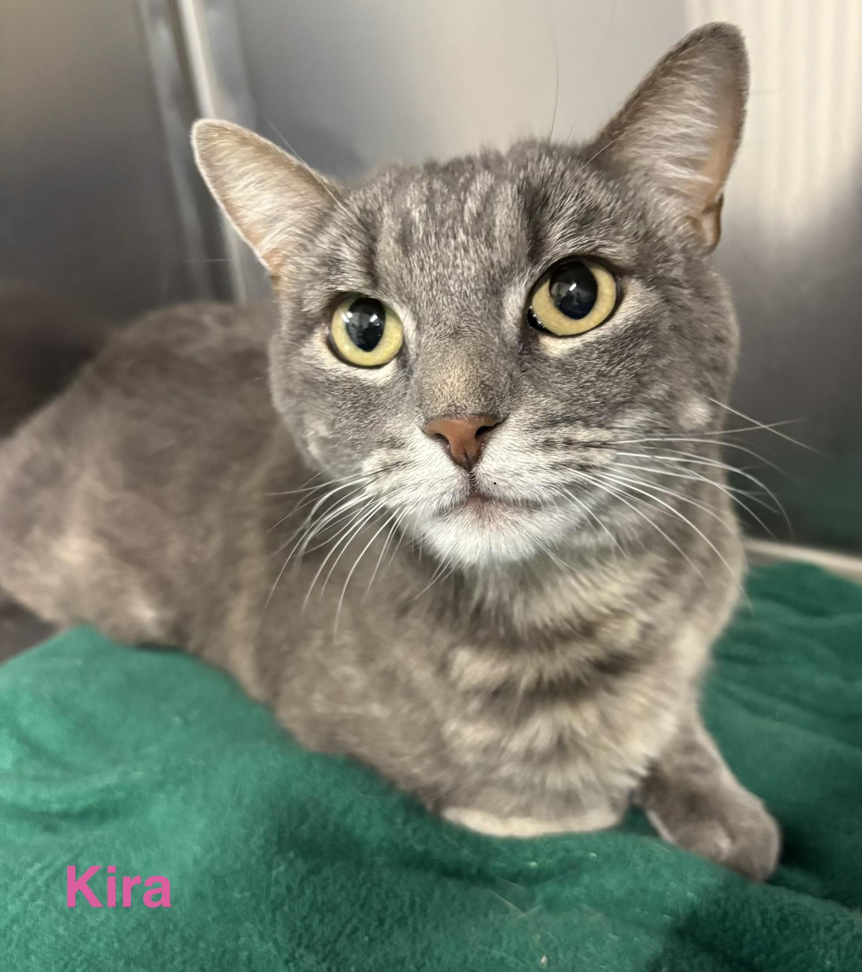 Kira, ADOPTABLE, Adult Female Tabby.