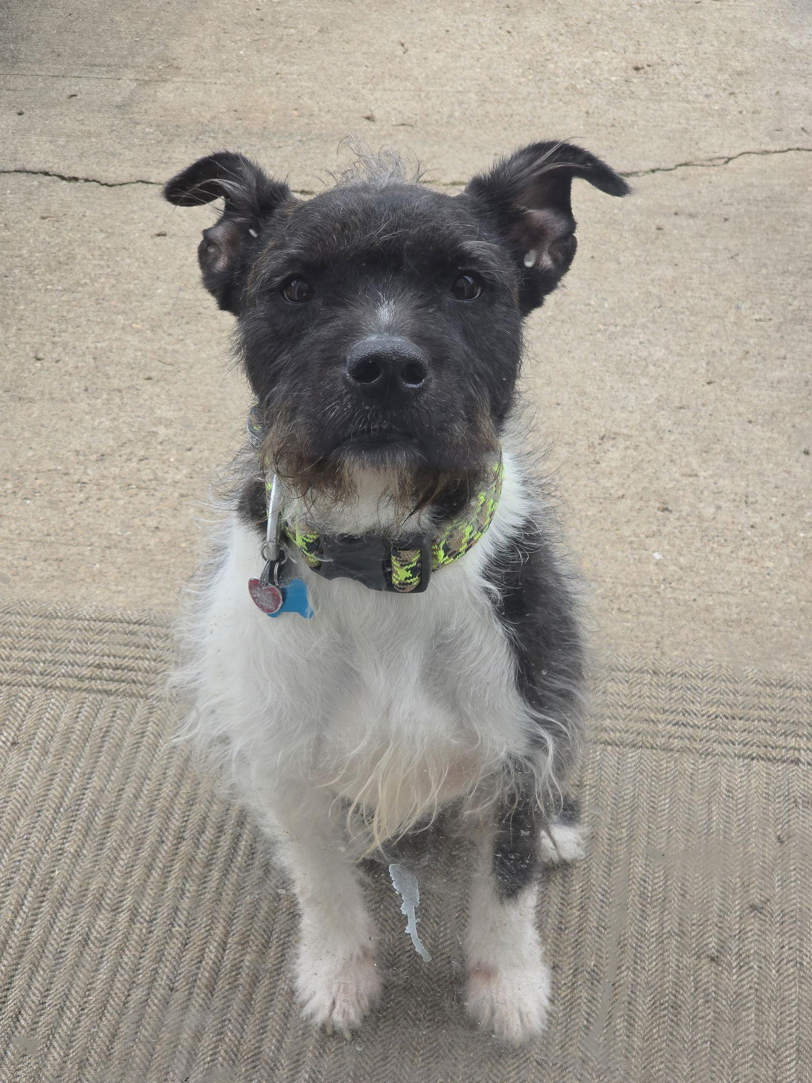 Sirius Black (Cutter), Adoptable, Adult Male American Staffordshire Terrier & Schnauzer.